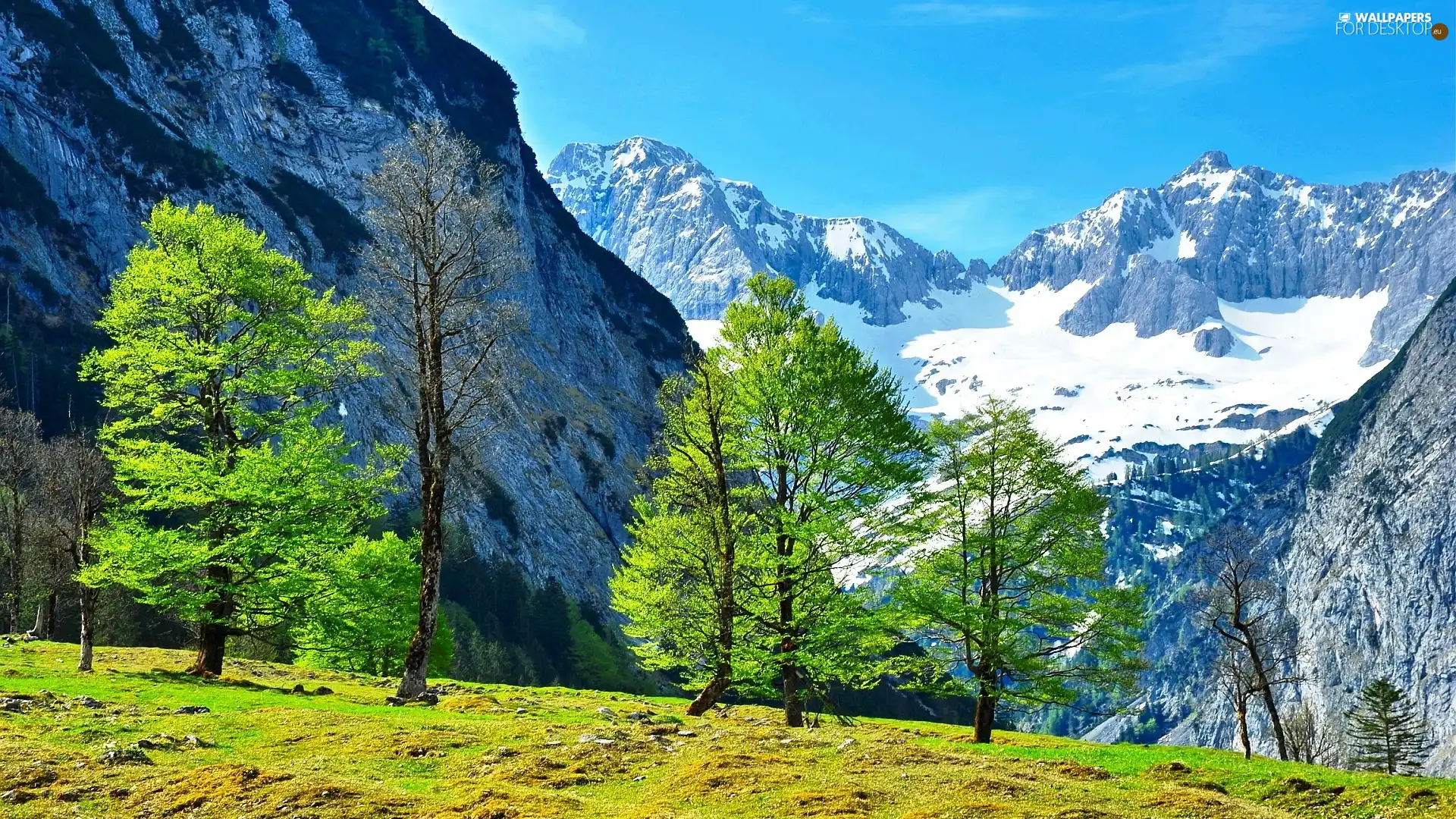 trees, Mountains, Alps, Austria, viewes, snow