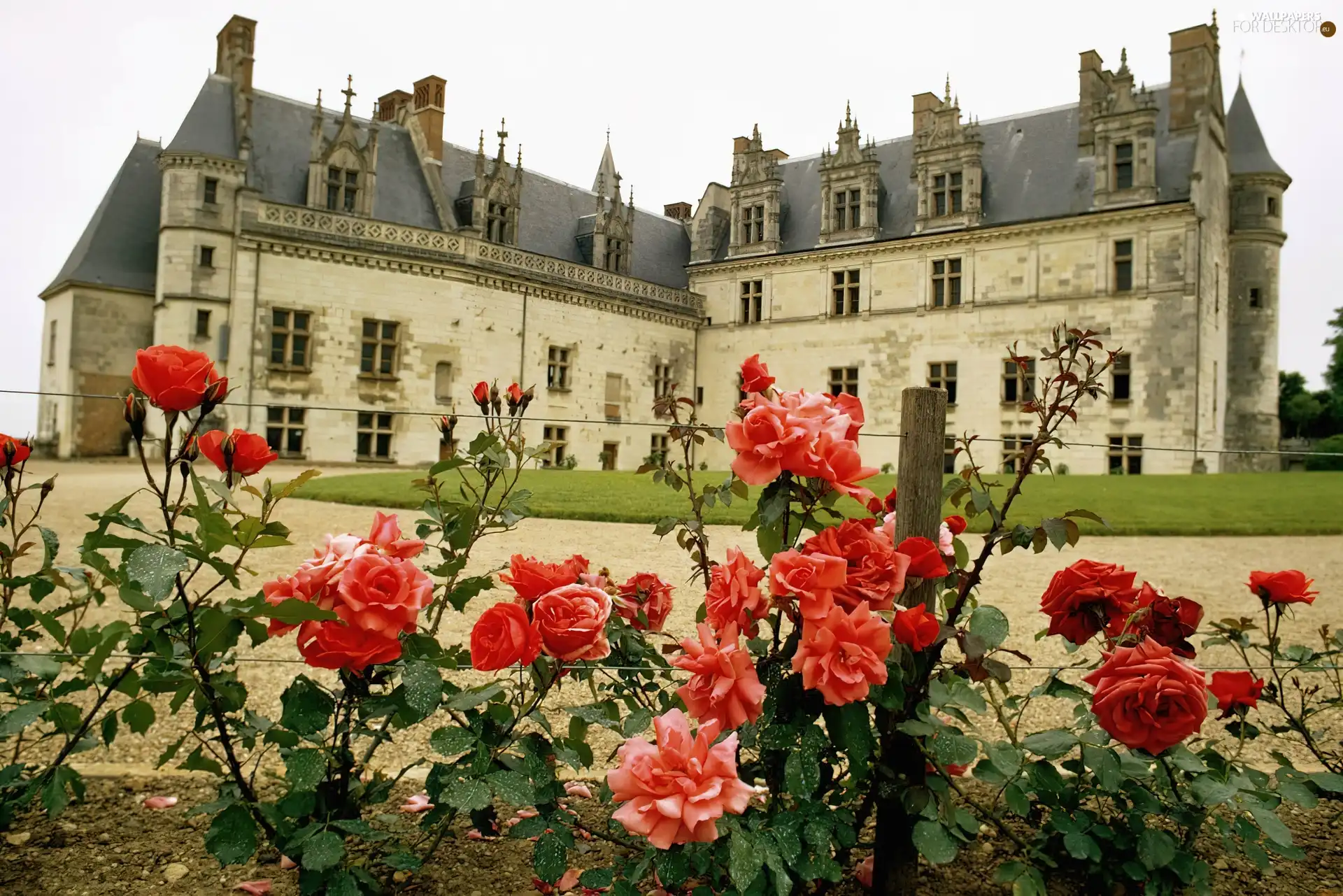 Garden, Castle, Amboise. France, roses