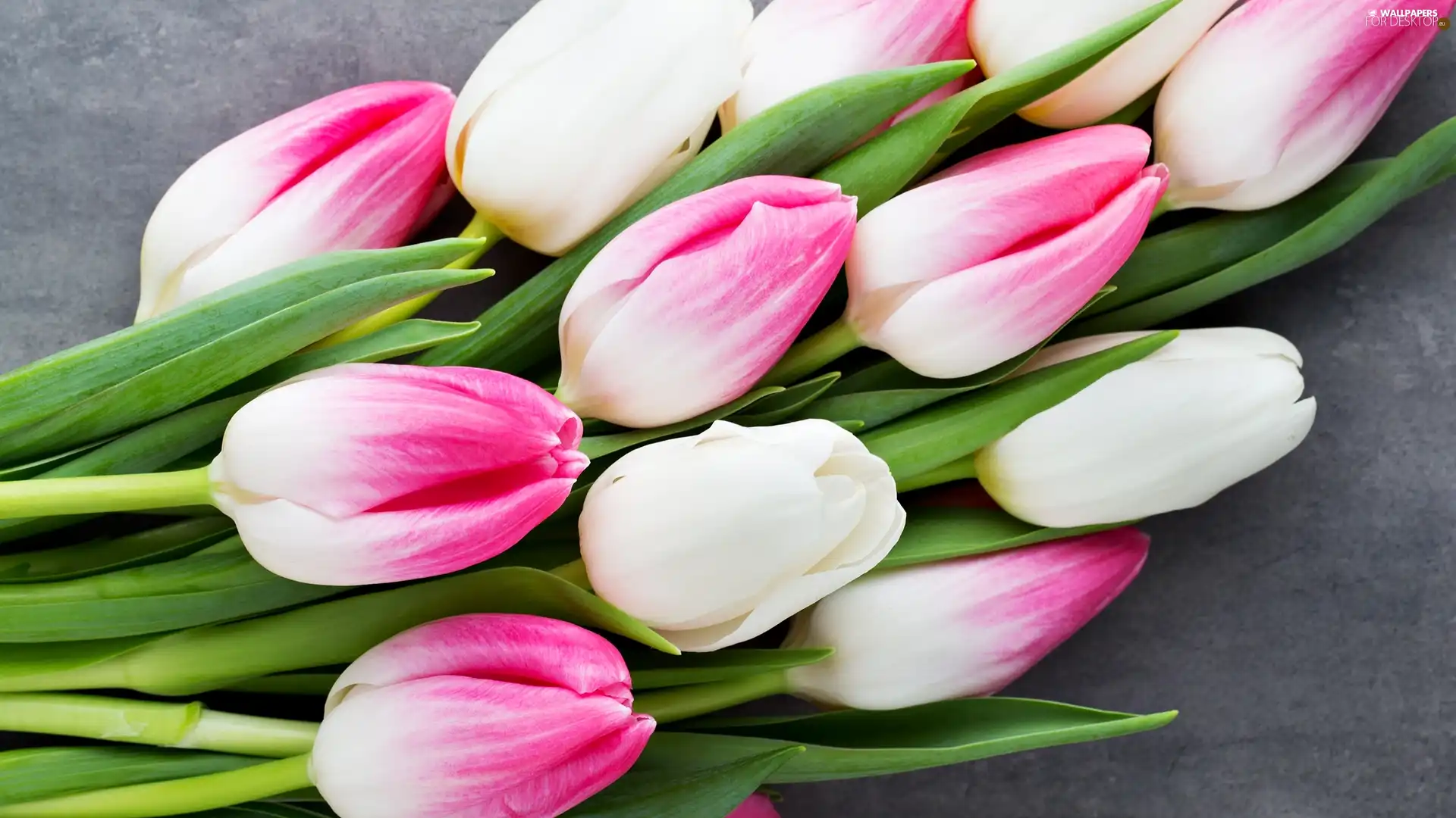 white and pink, Flowers, Tulips