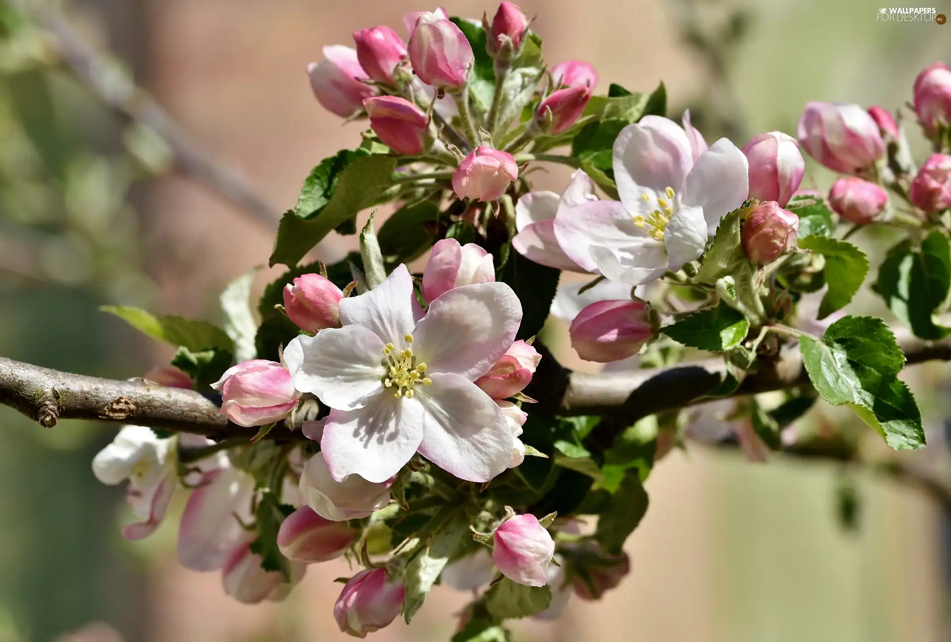 twig, Fruit Tree, apple-tree, Flowers