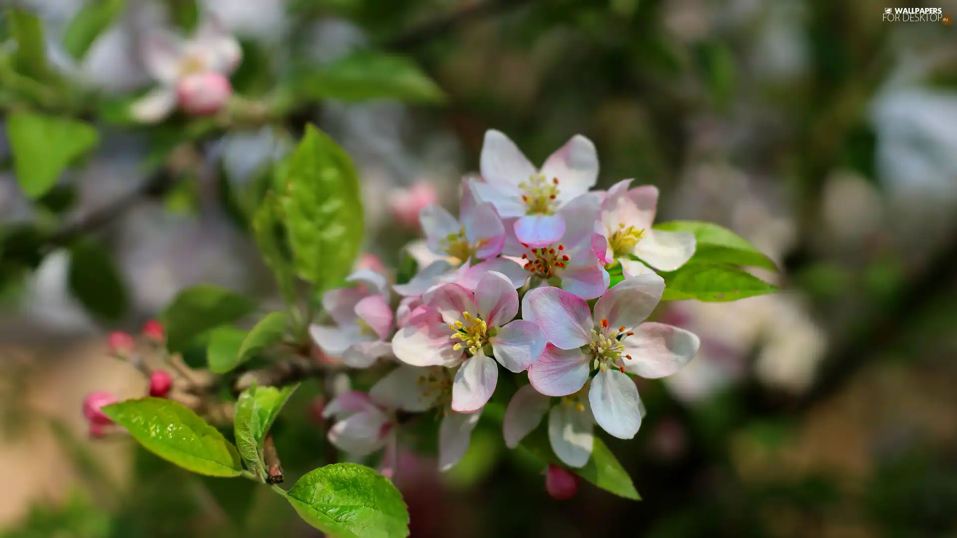 Blossoming, Fruit Tree, apple-tree, twig