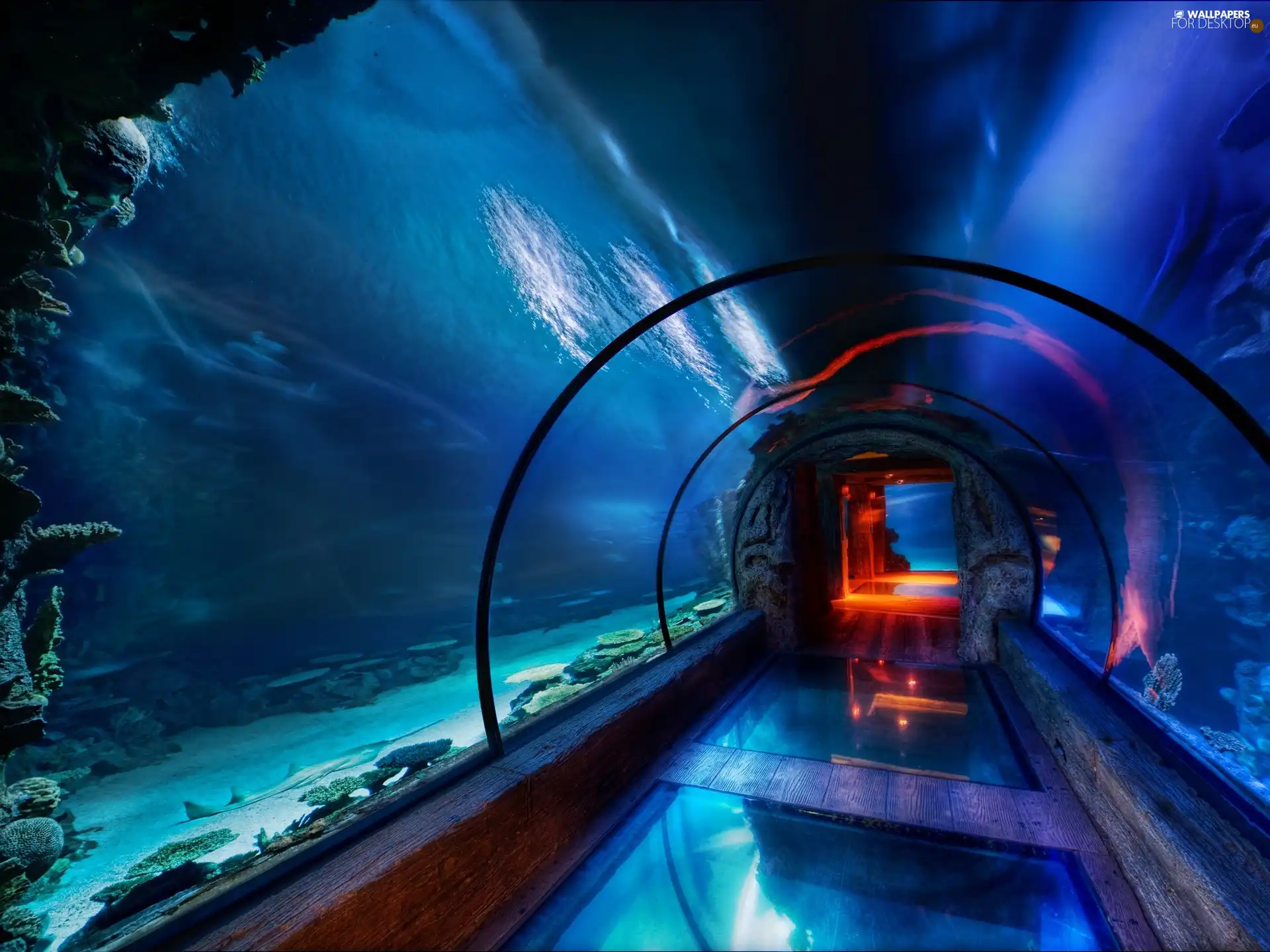 Aquarium, immersed, tunnel
