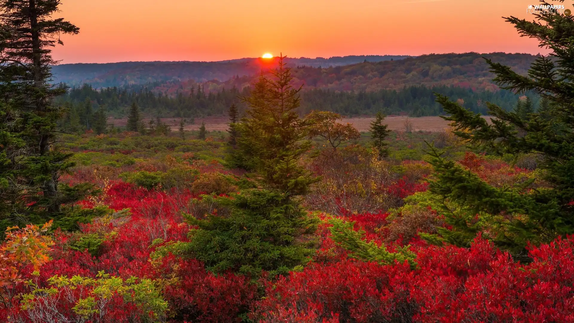 State of West Virginia, The United States, Dolly Sods Wilderness, Great Sunsets, VEGETATION, Coloured, trees, viewes, autumn