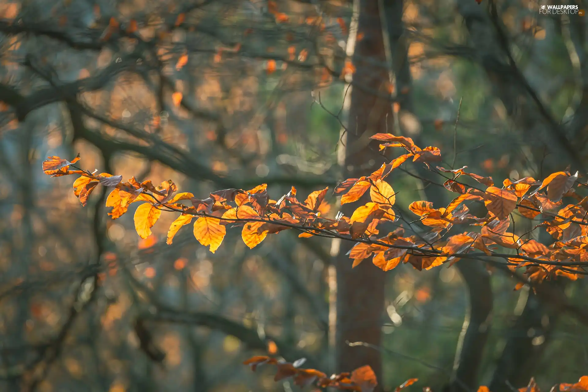 autumn, twig, Leaf