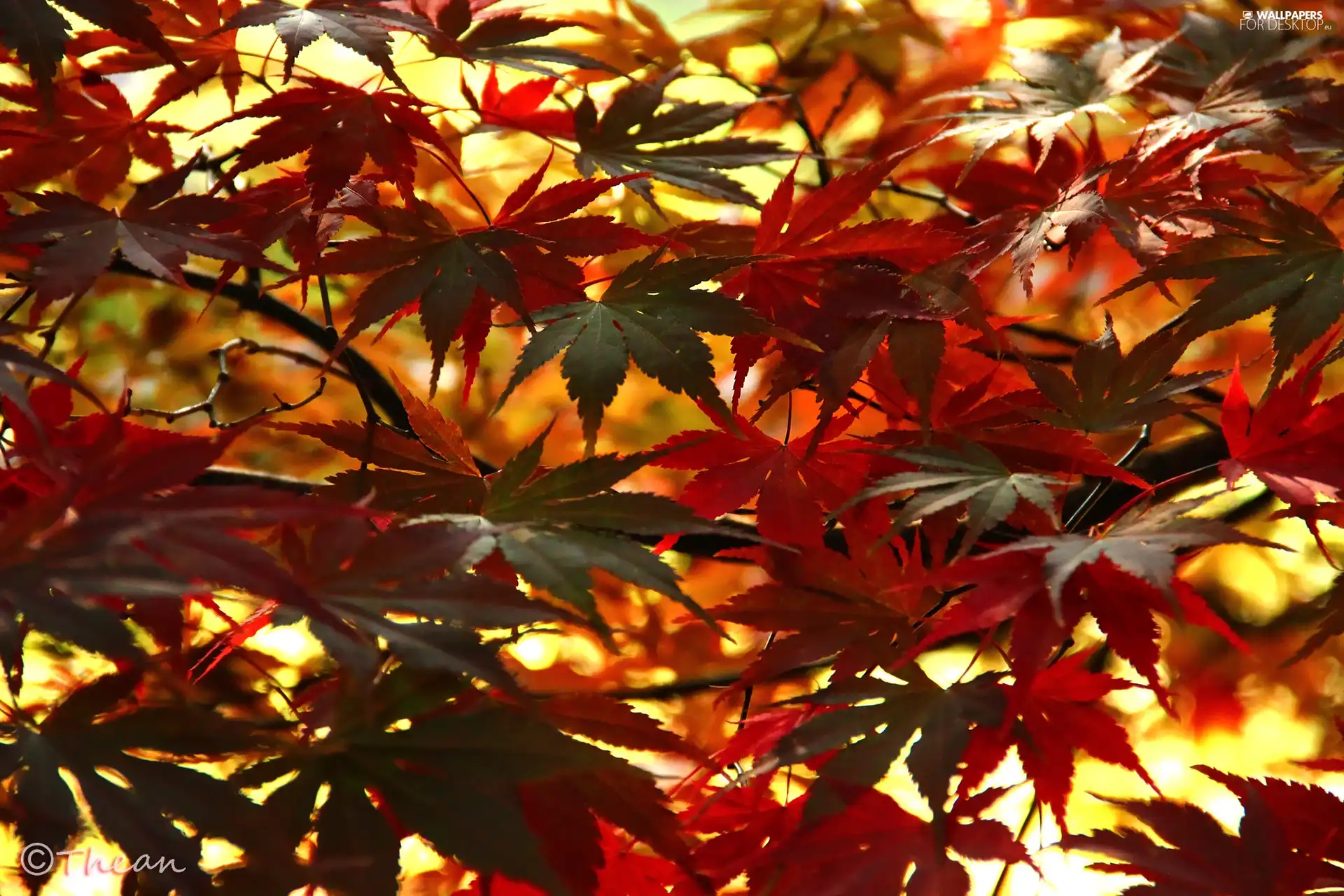 Maple Palm, Leaf, autumn, color