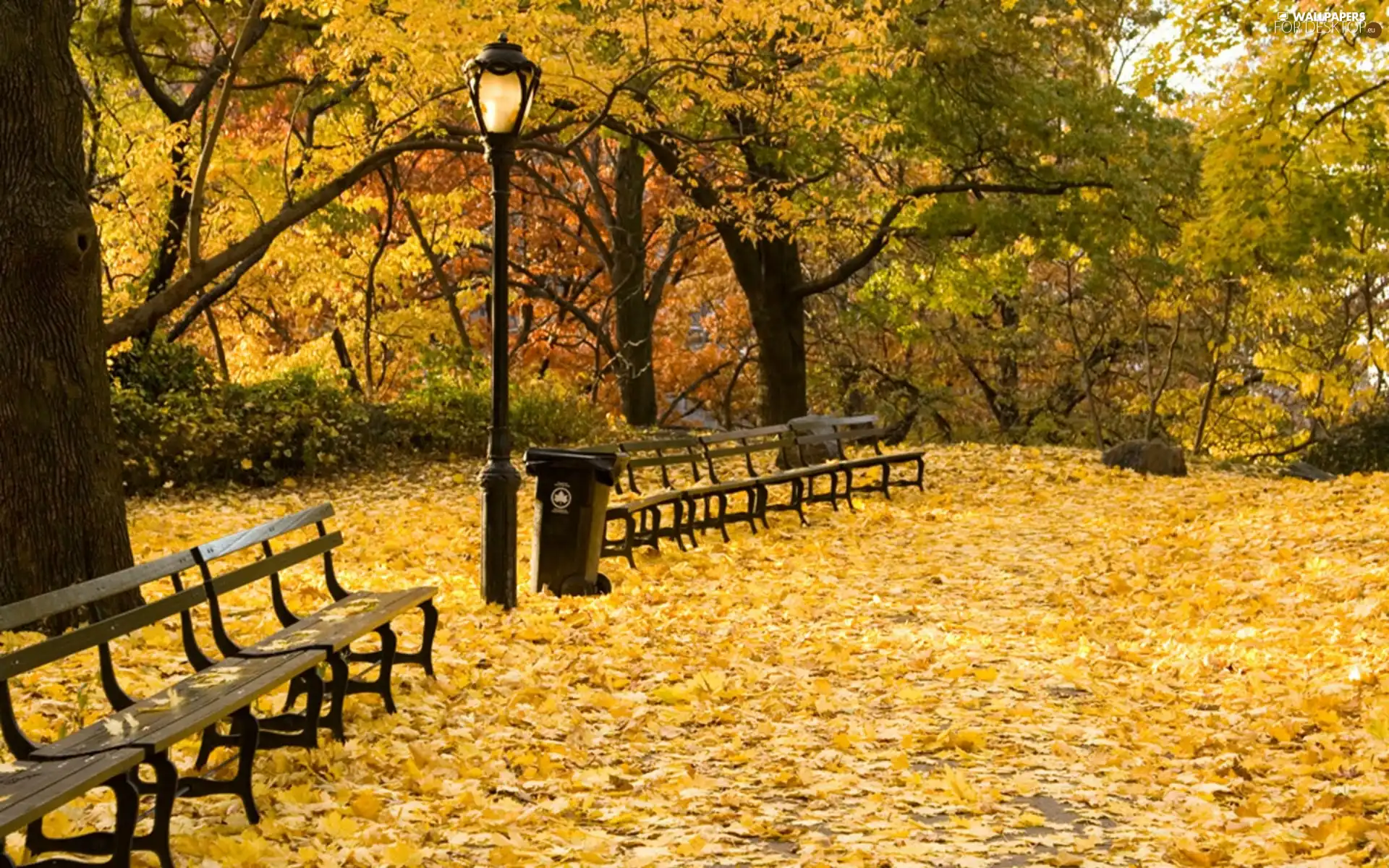 Park, Leaf, autumn, bench