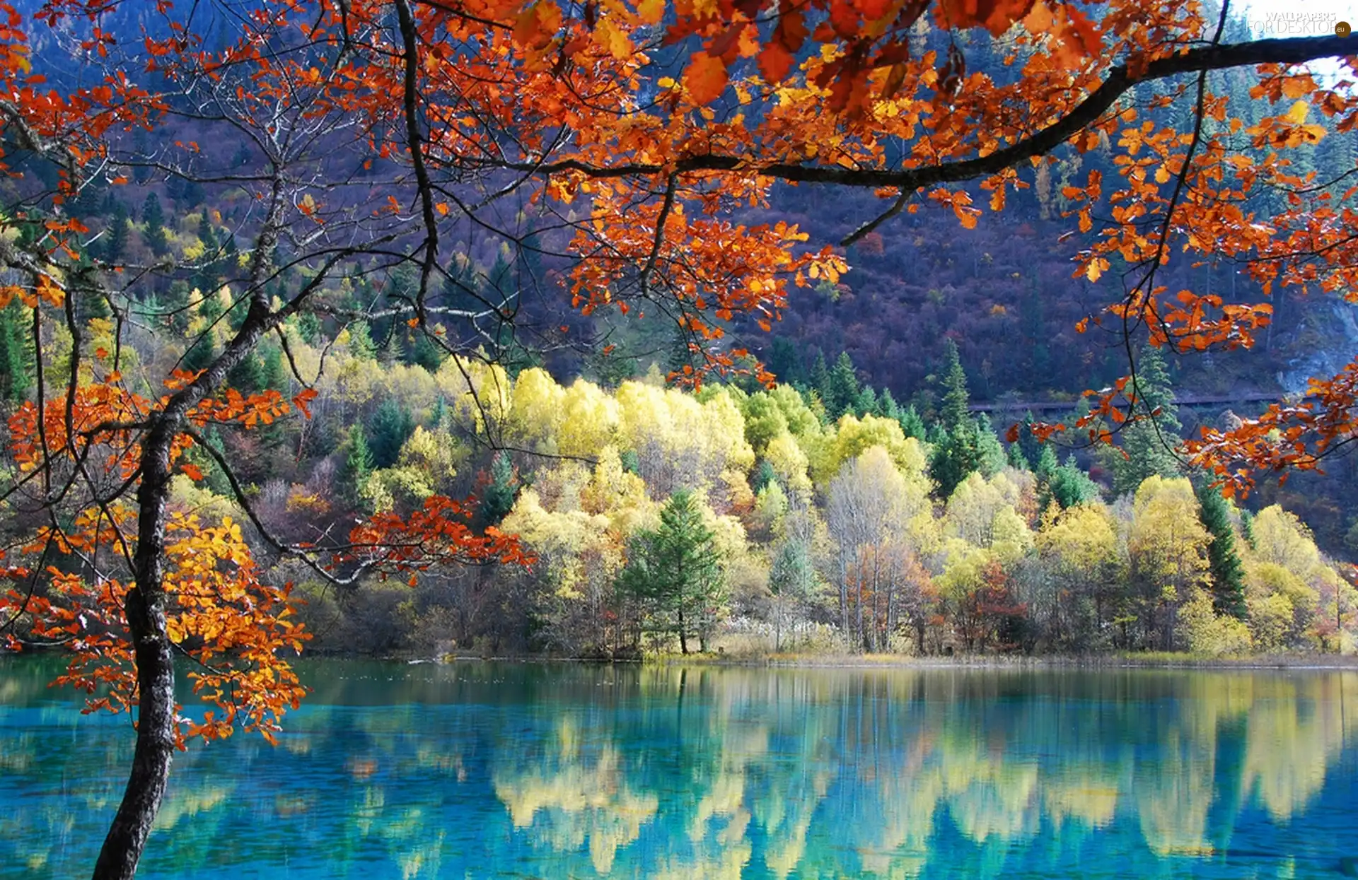 reflection, viewes, autumn, trees