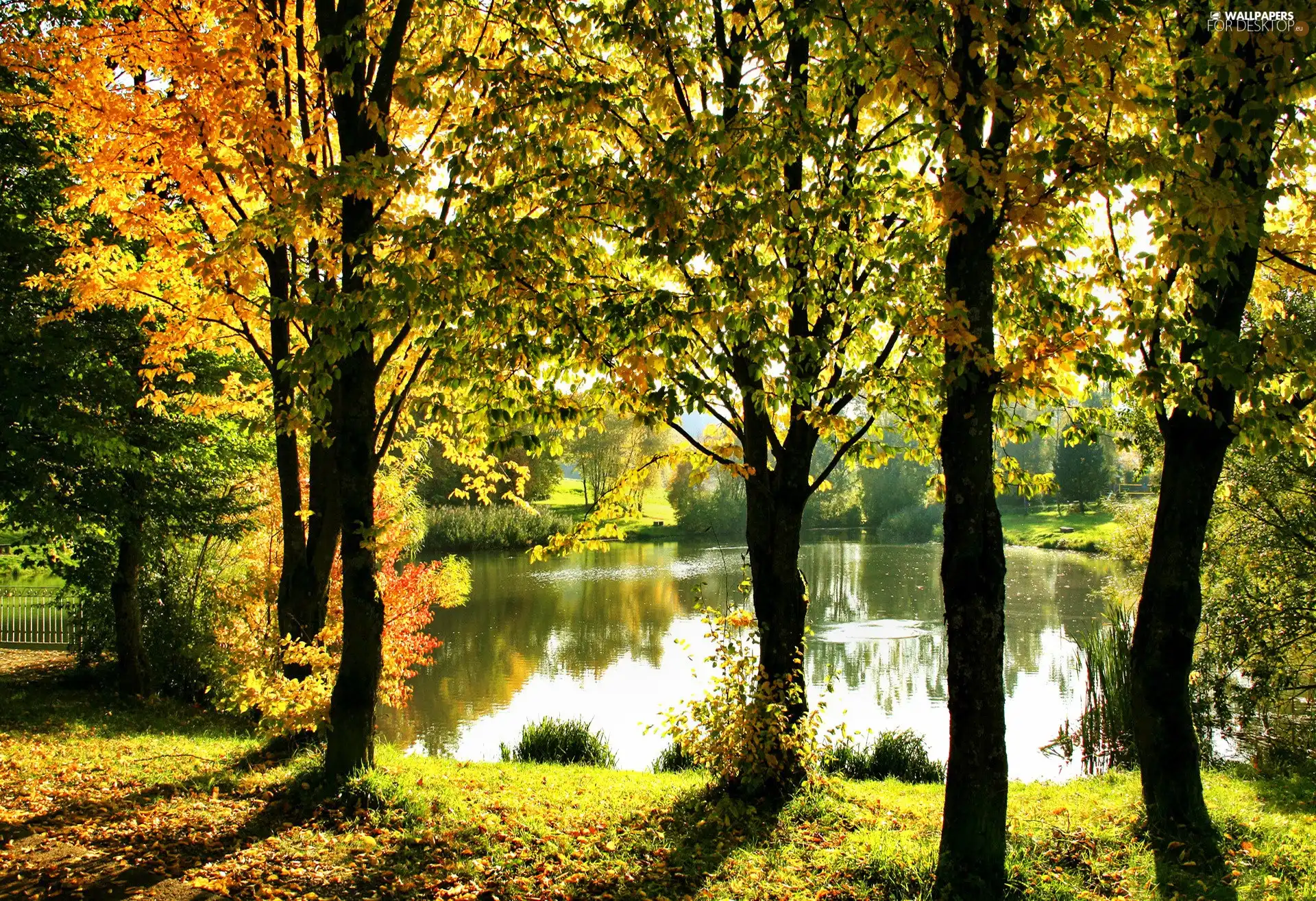 trees, Pond - car, autumn, viewes