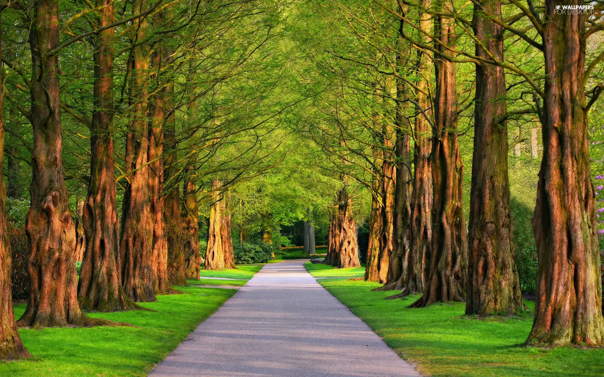trees, summer, grass, Avenues, Park, viewes, lane