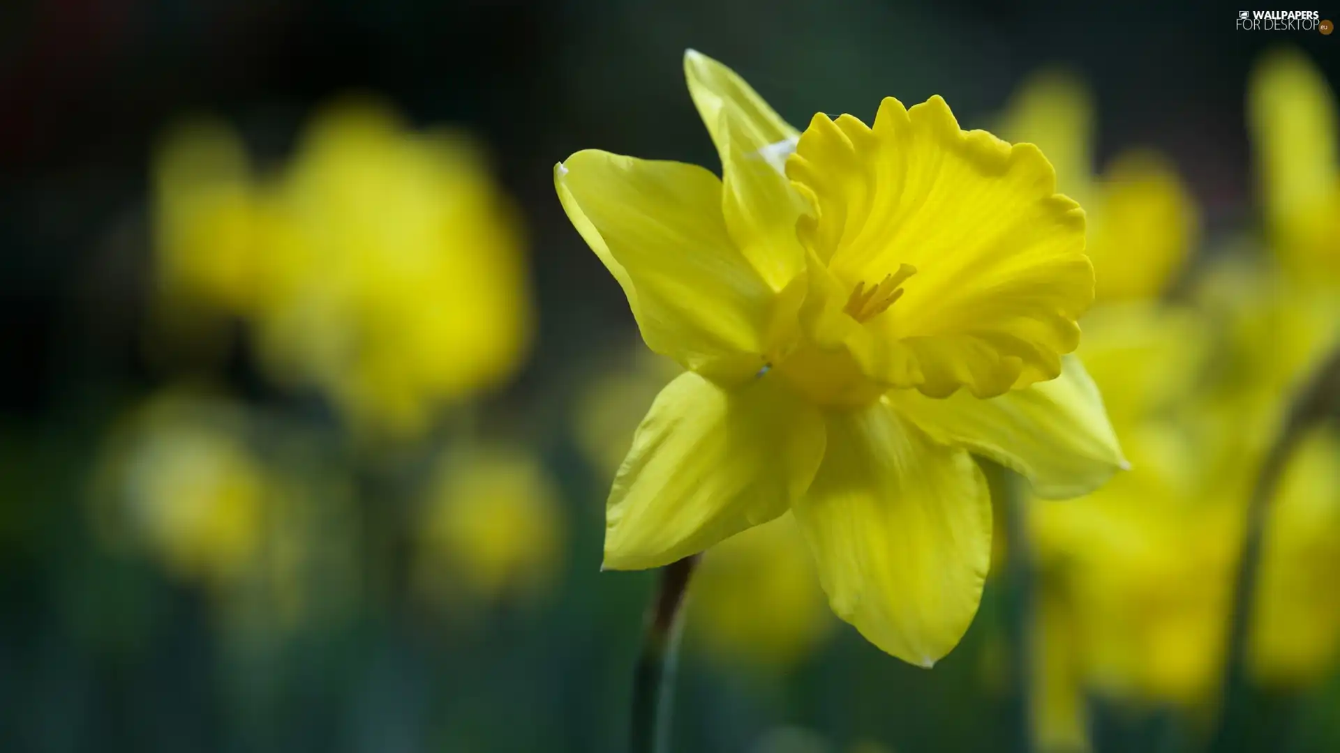 Yellow, jonquil, blurry background, Colourfull Flowers