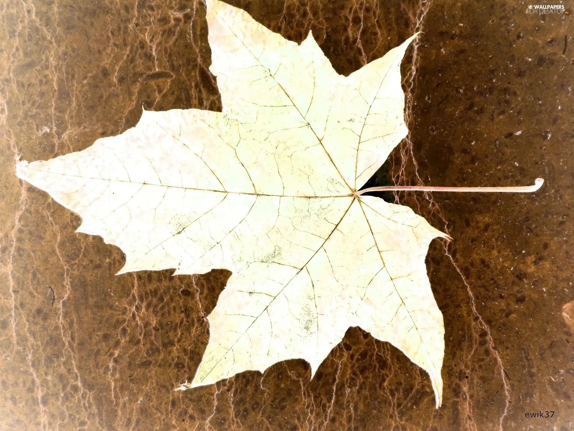 leaf, Brown, background, maple