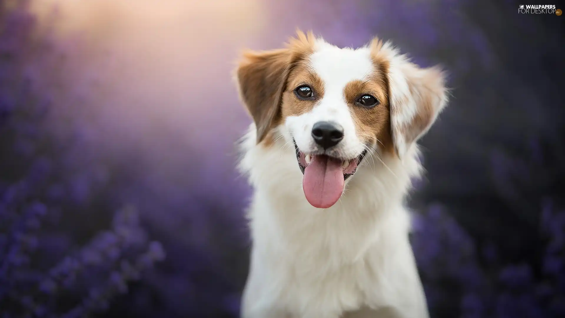 fuzzy, background, muzzle, tongue, dog