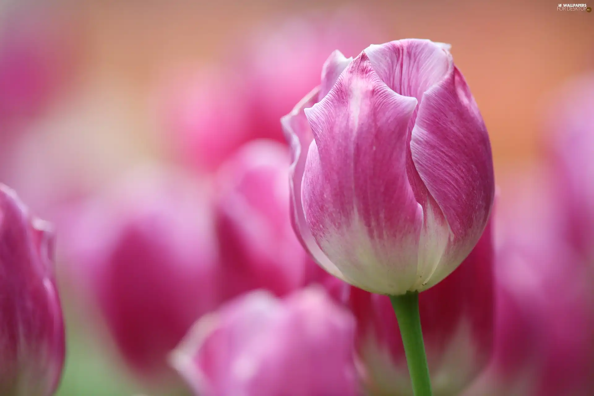 blurry background, Pink-White, tulip