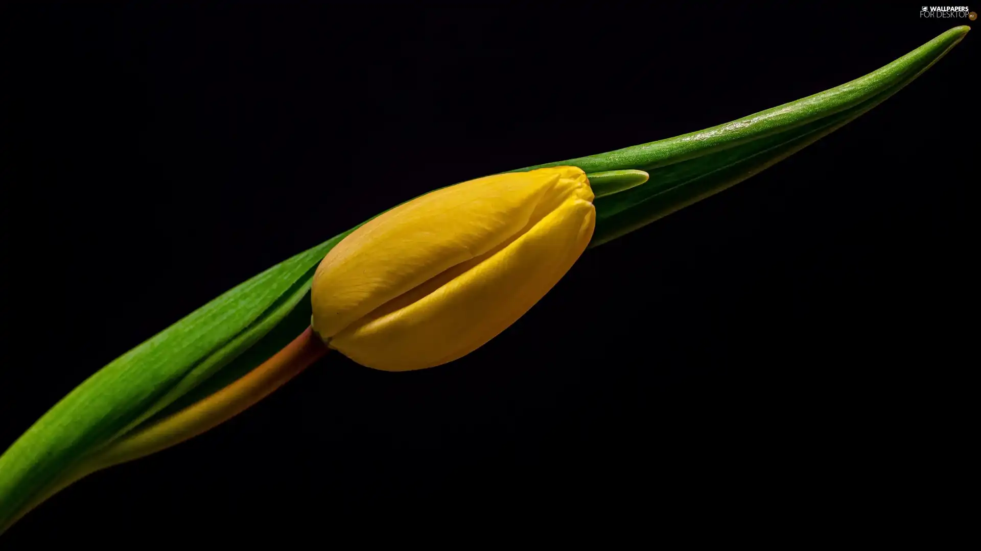 bud, Yellow, dark, background, Leaf, tulip