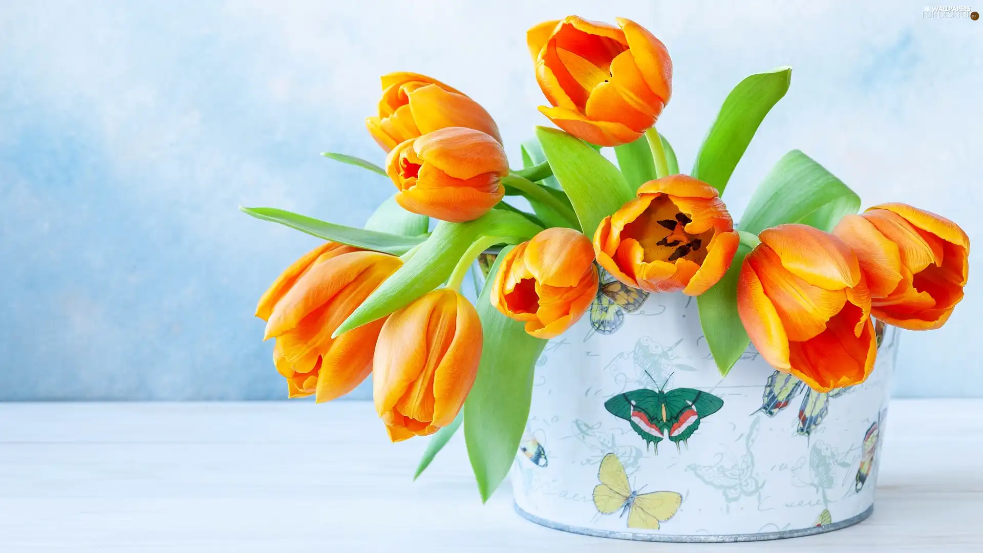 Bright, background, Tulips, Box, Orange