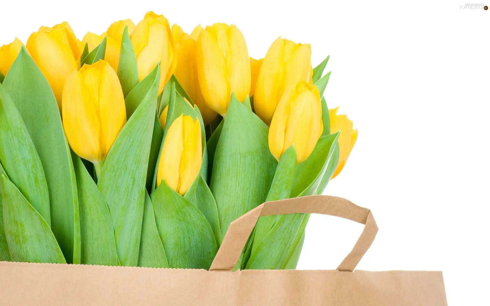 Yellow, paper, bag, Tulips