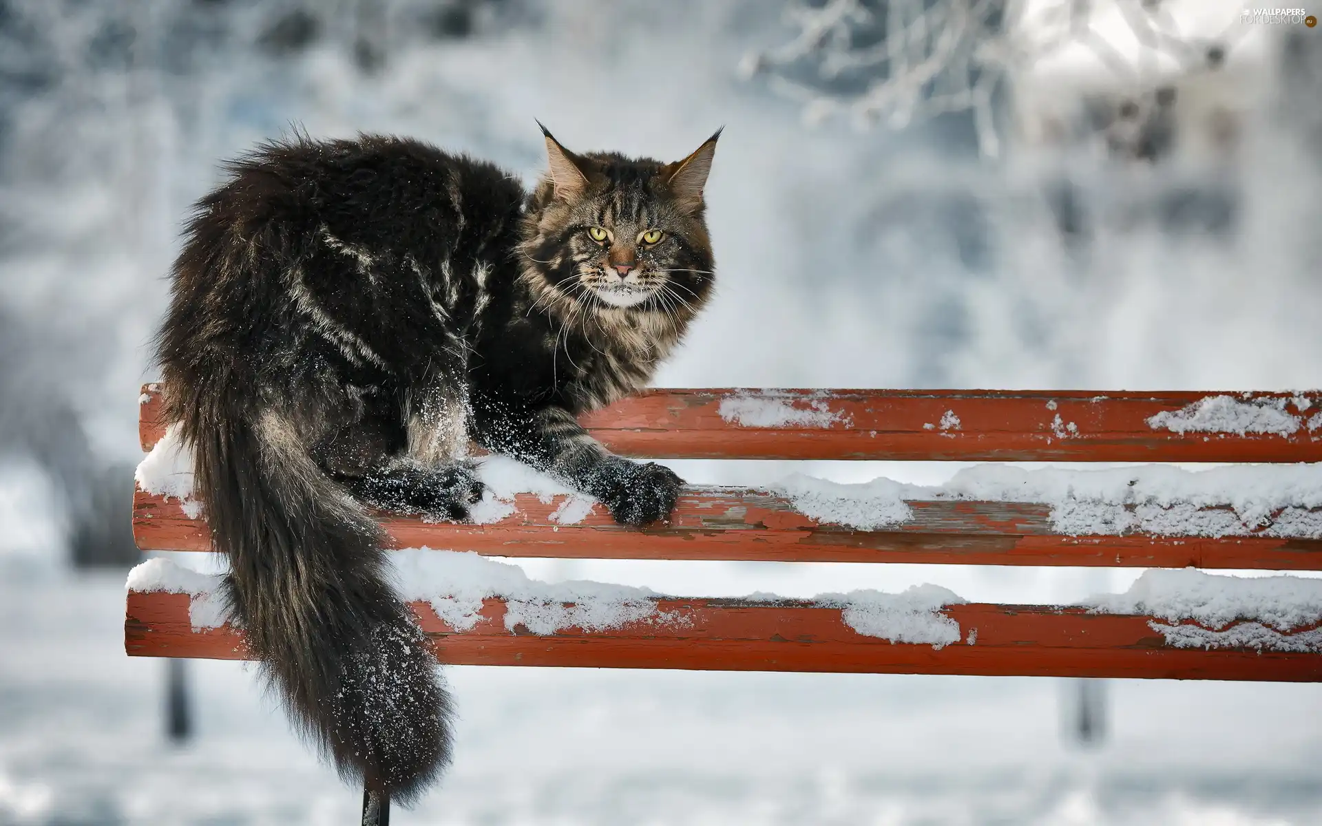 erect, winter, Bench, cat