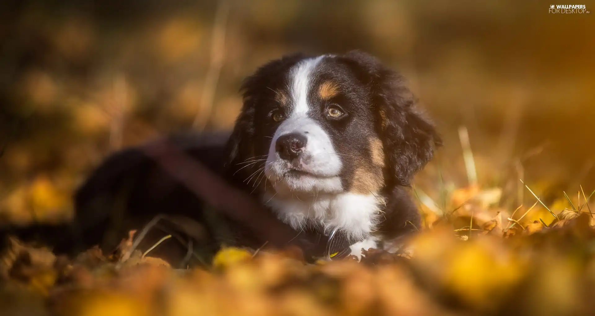 Puppy, Bernese Mountain Dog