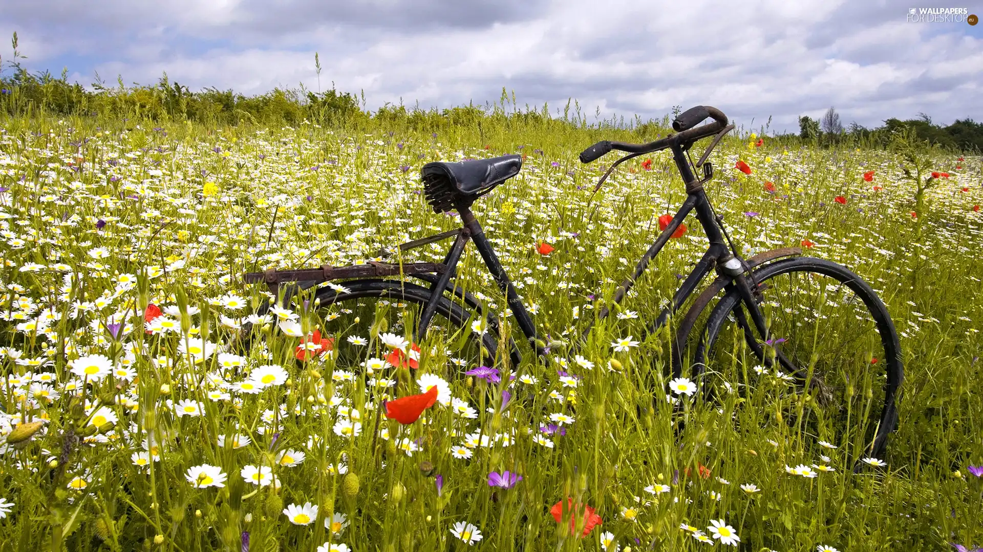 Bike, Meadow, Flowers