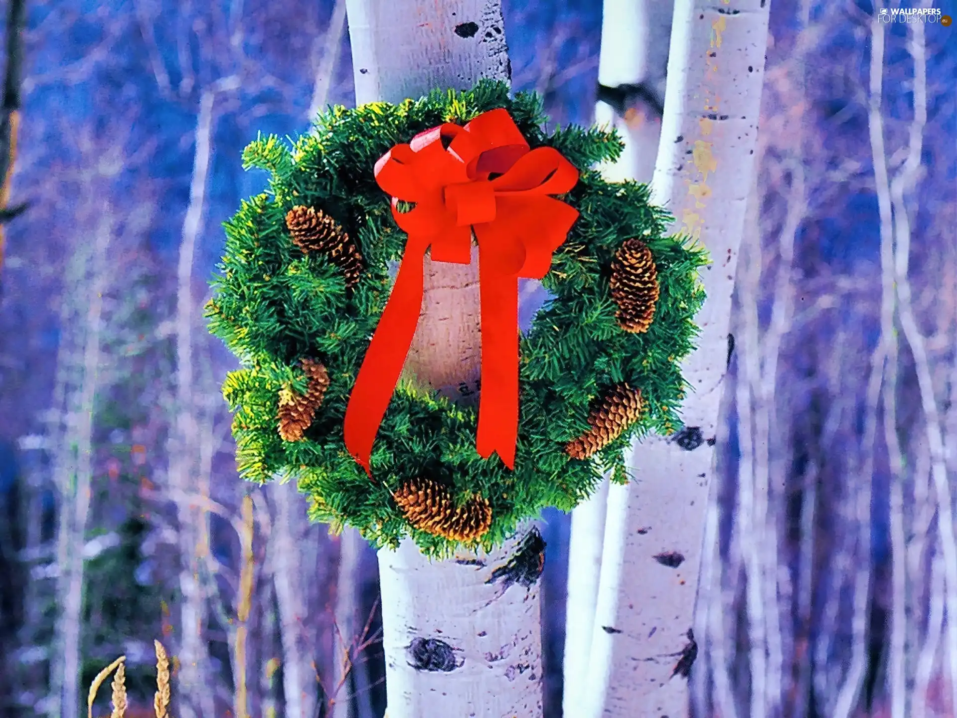 birch, wreath, Christmas