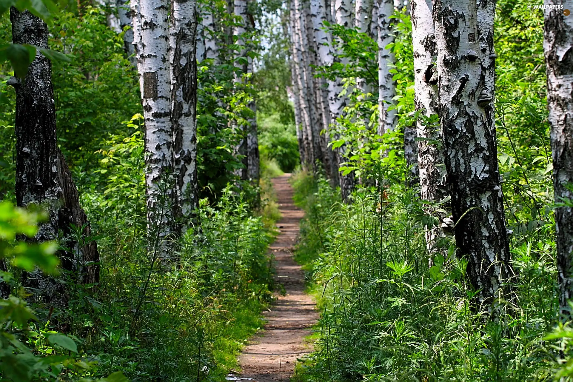birch, forest, Path