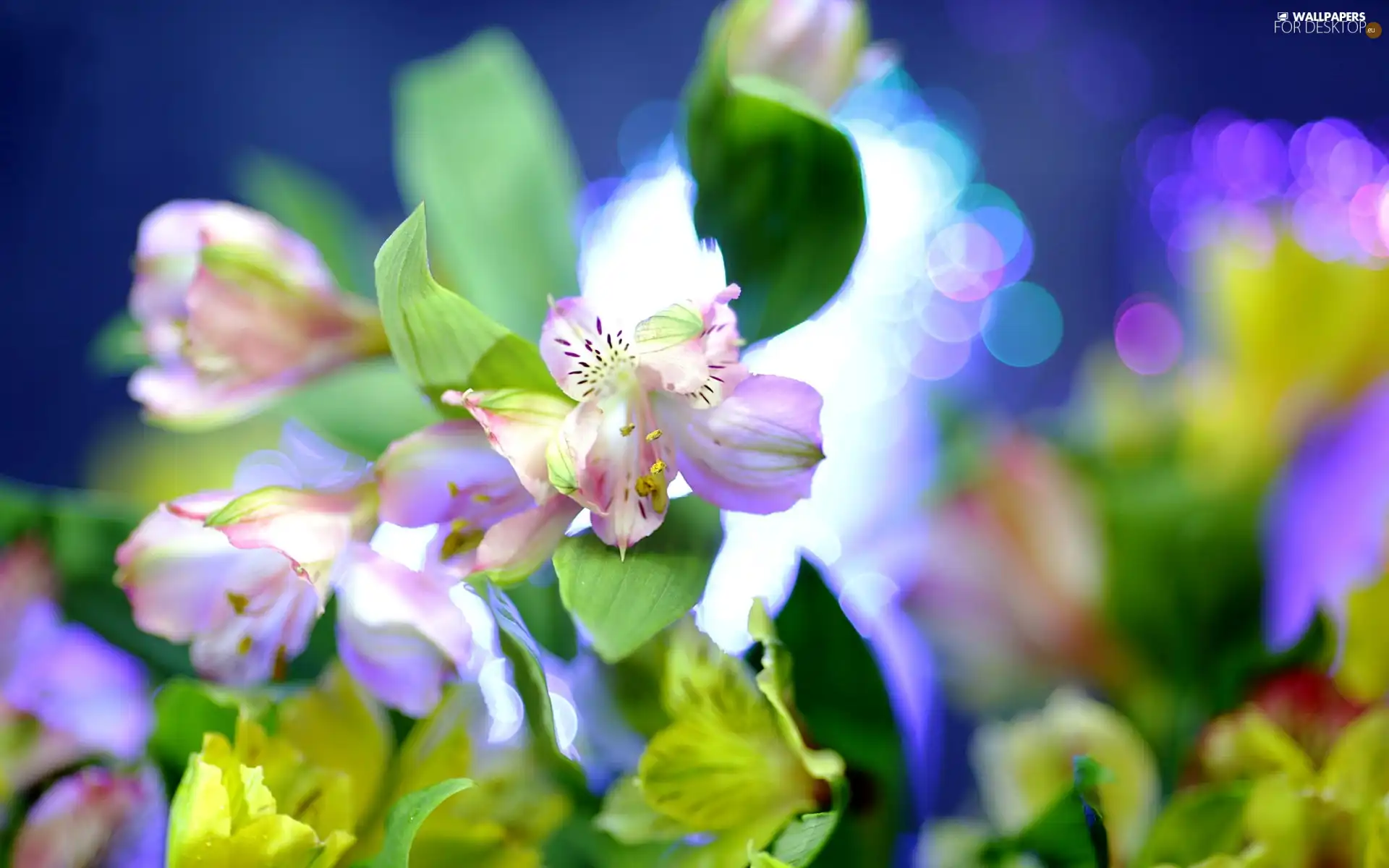 Flowers, Close, blur, Alstroemeria