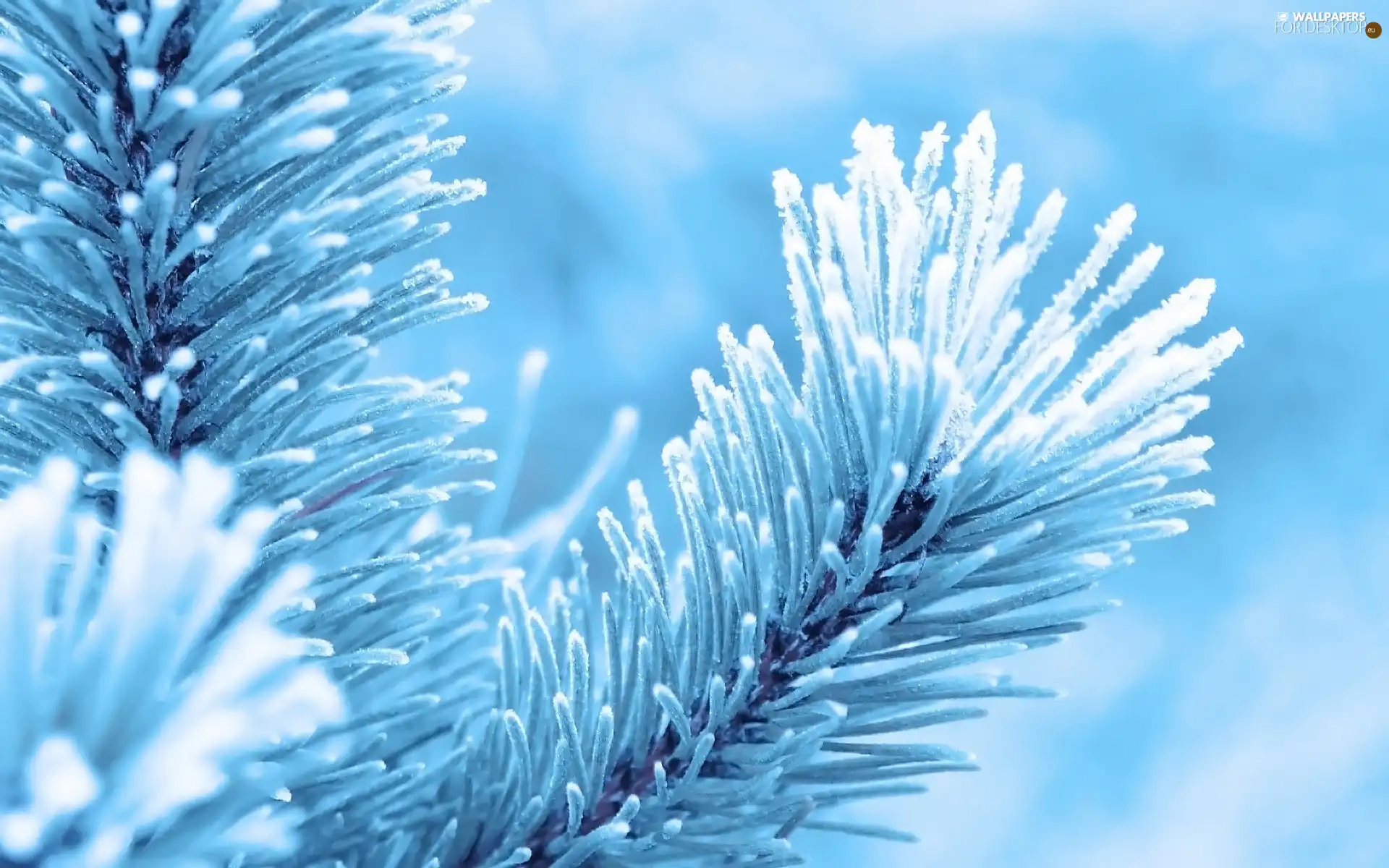 pine, White frost, blur, Twigs