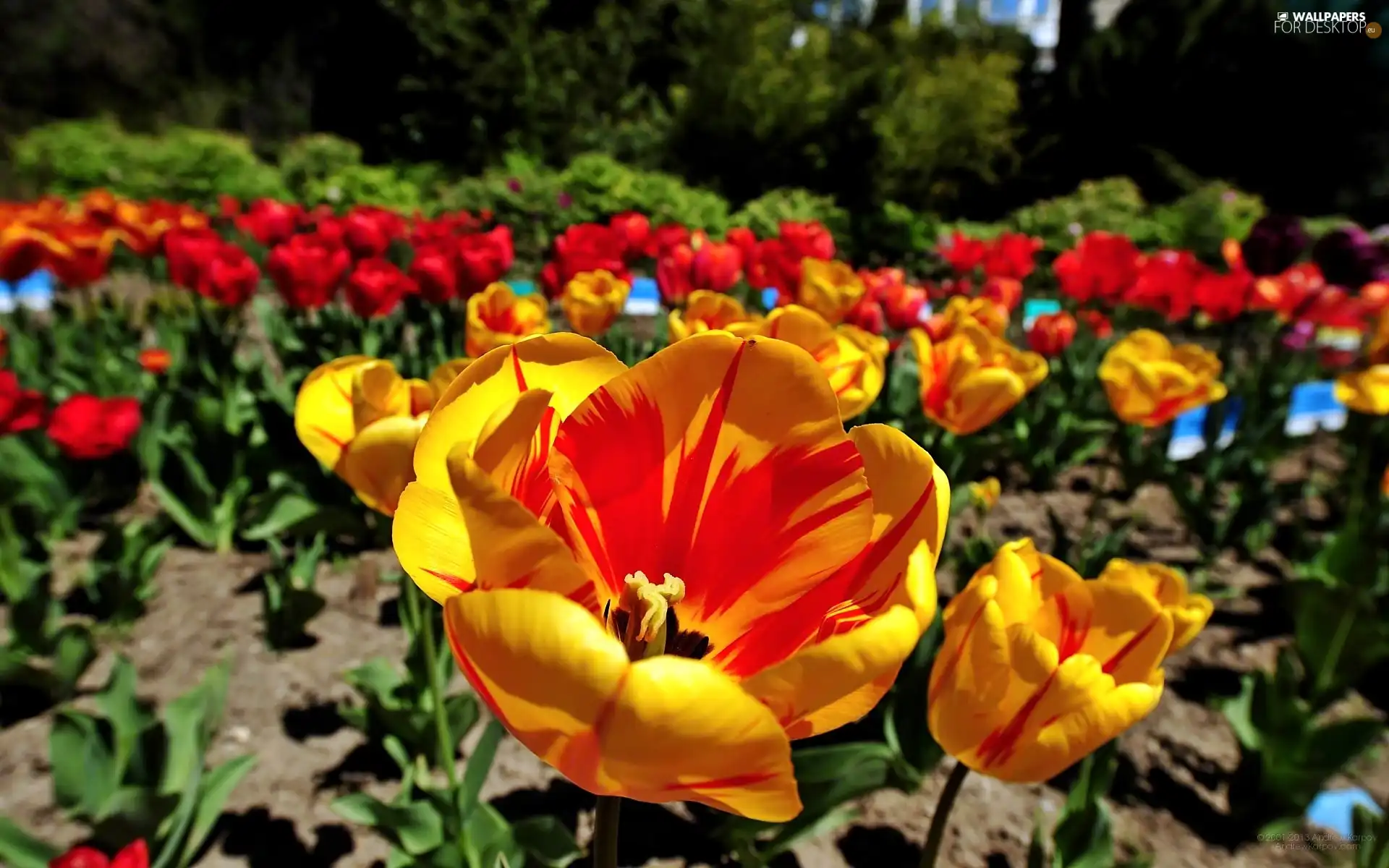 blur, Garden, Tulips