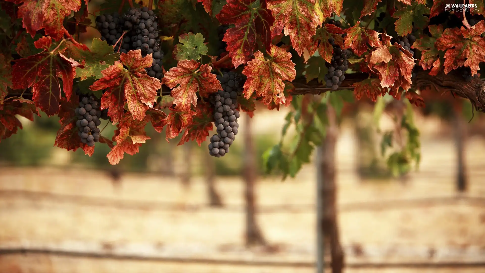 vineyard, Leaf, blur, grapes
