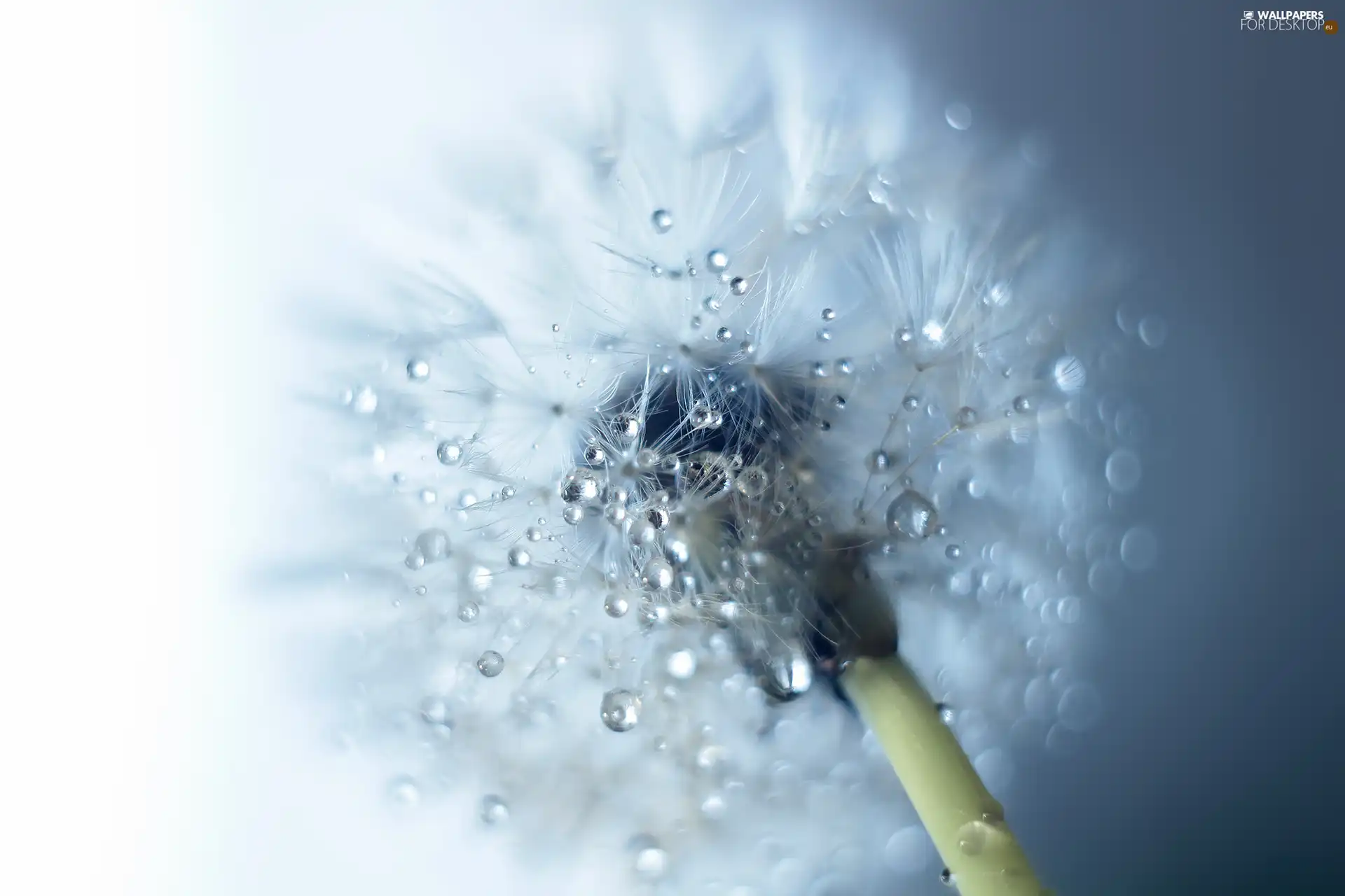 dandelion, drops, blurry background, puffball
