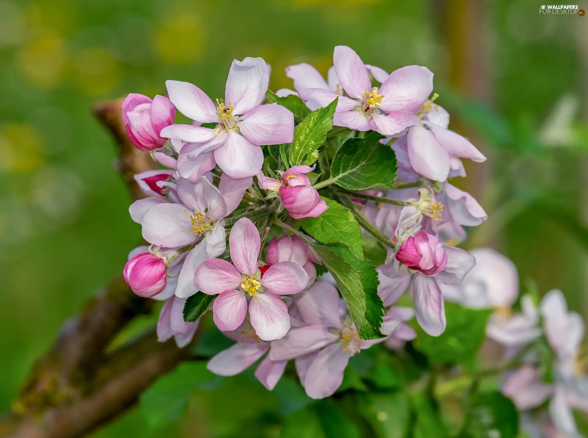 Blossoming, apple-tree, blurry background, twig