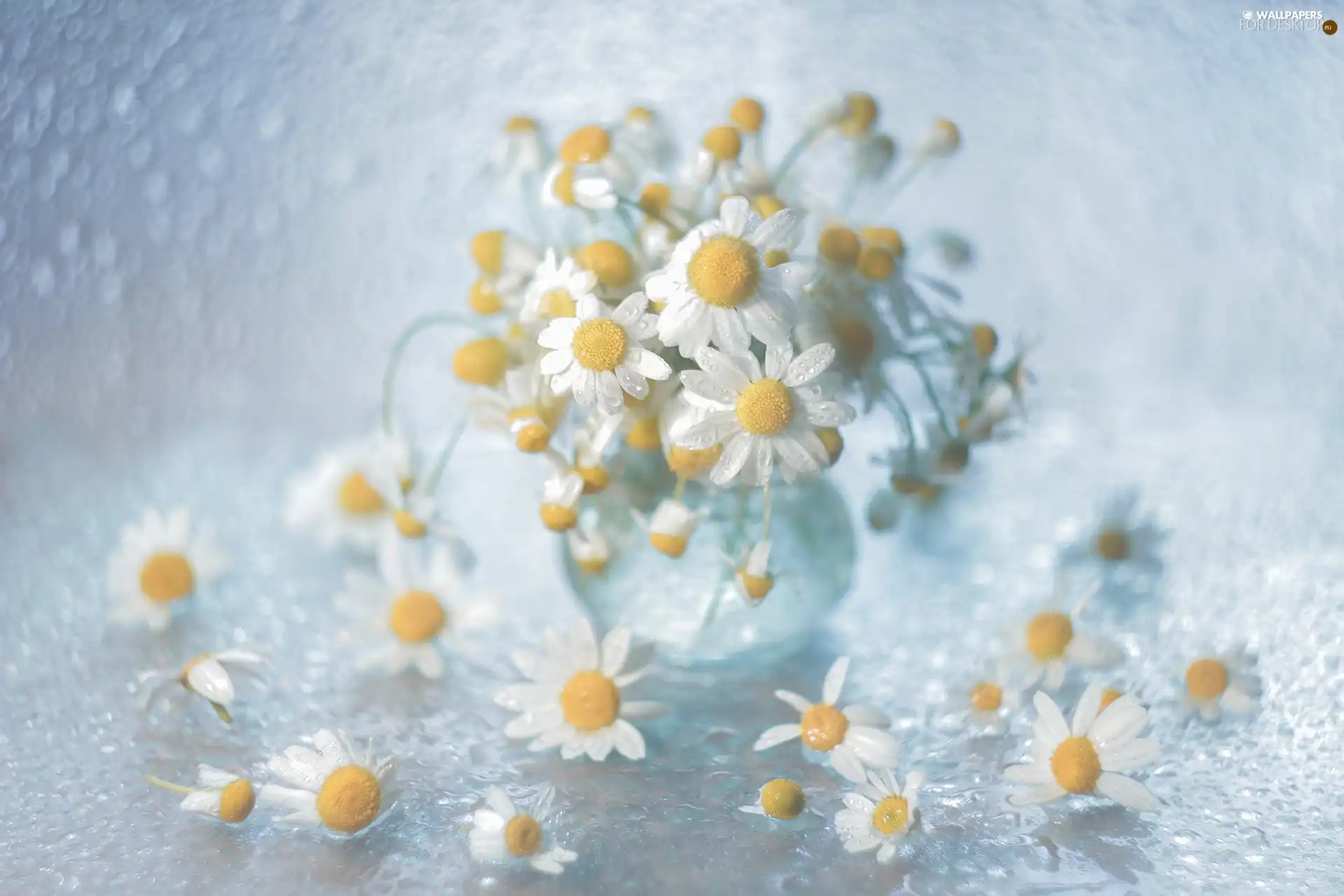 Bokeh, decoration, White, Flowers, chamomile