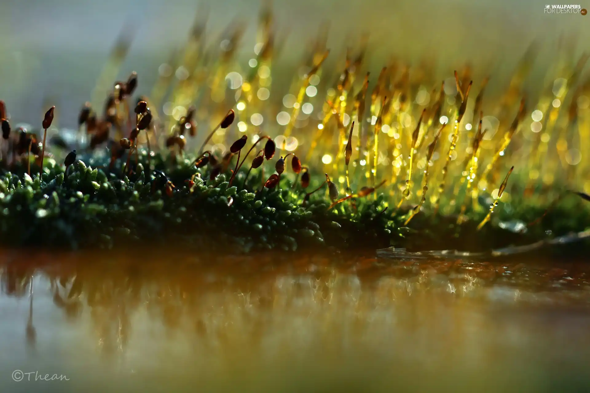mosses, Close, Bokeh, lichens