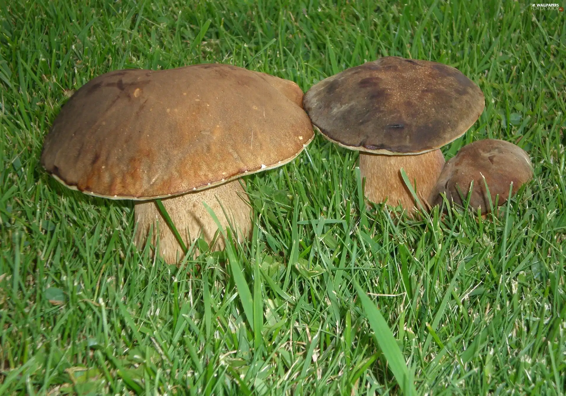 grass, Real mushroom, boletus