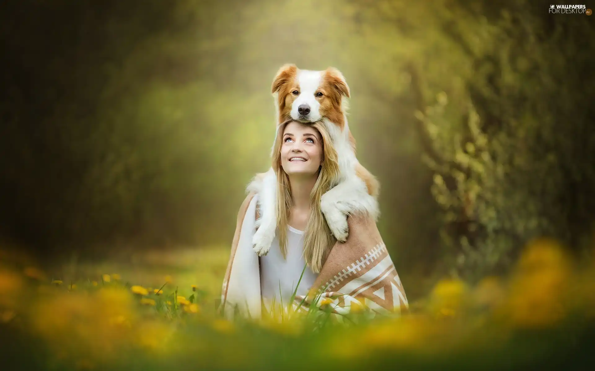 Border Collie, Women, fuzzy, background, Meadow, dog