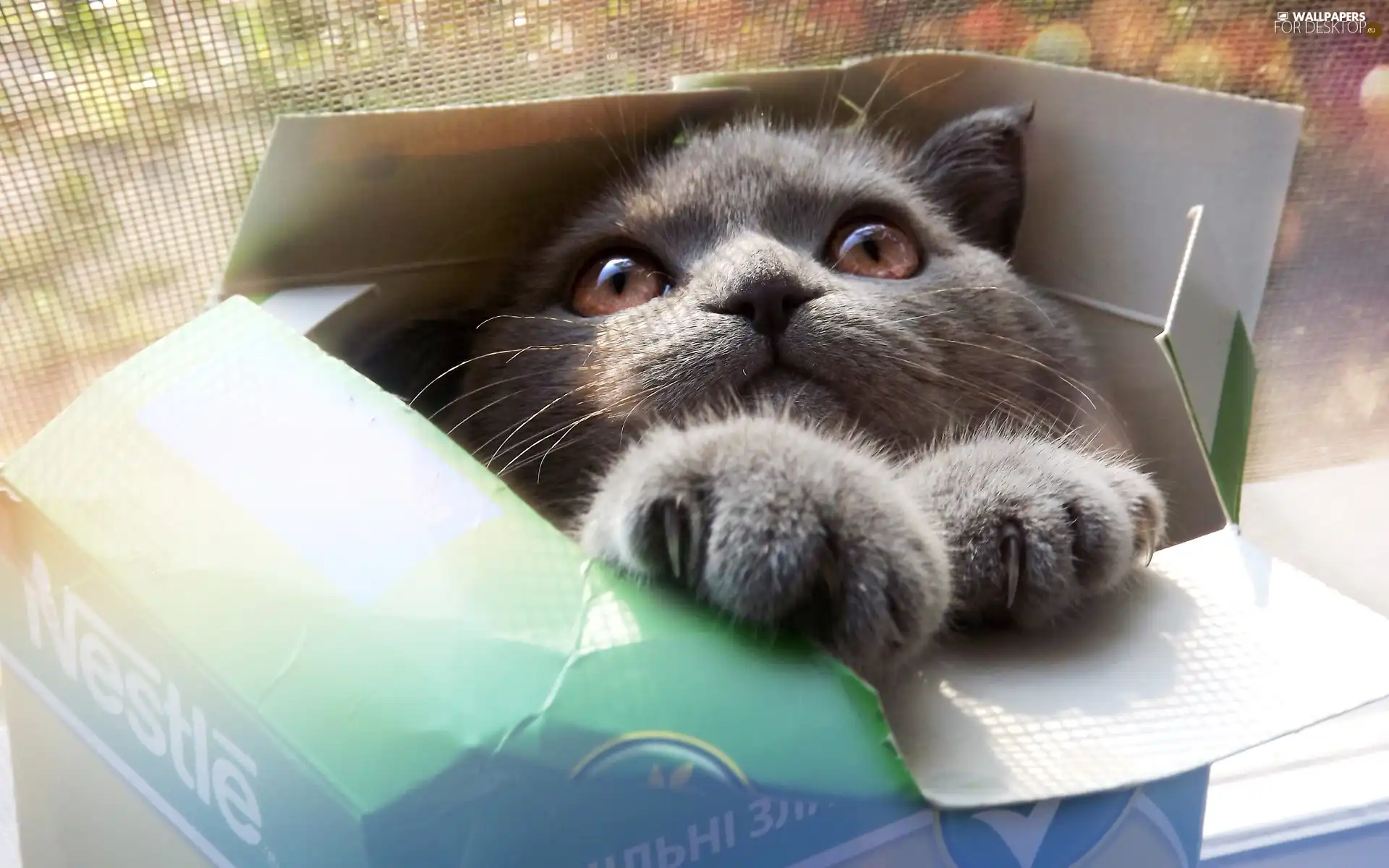 cat, Box