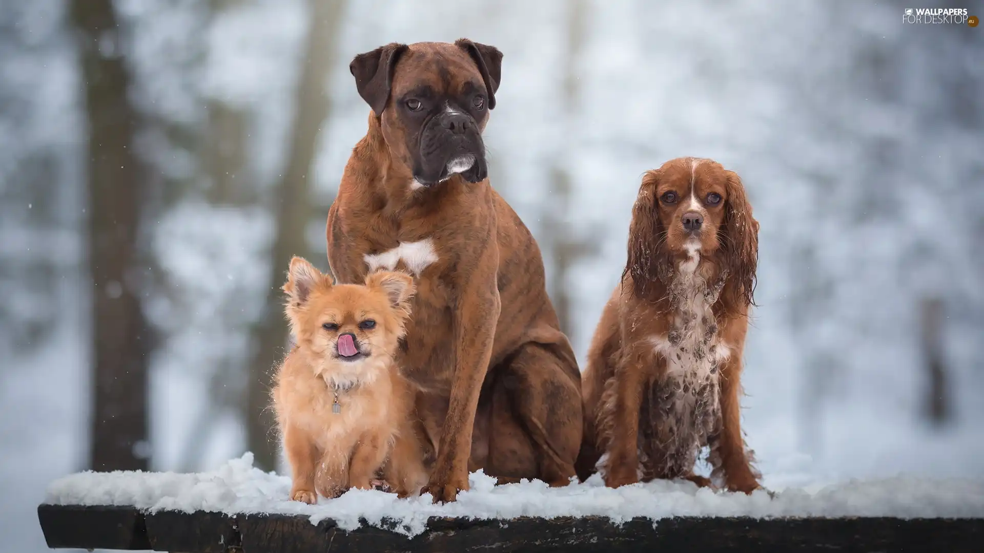 Three, boxer, Cocker Spaniel, Dogs