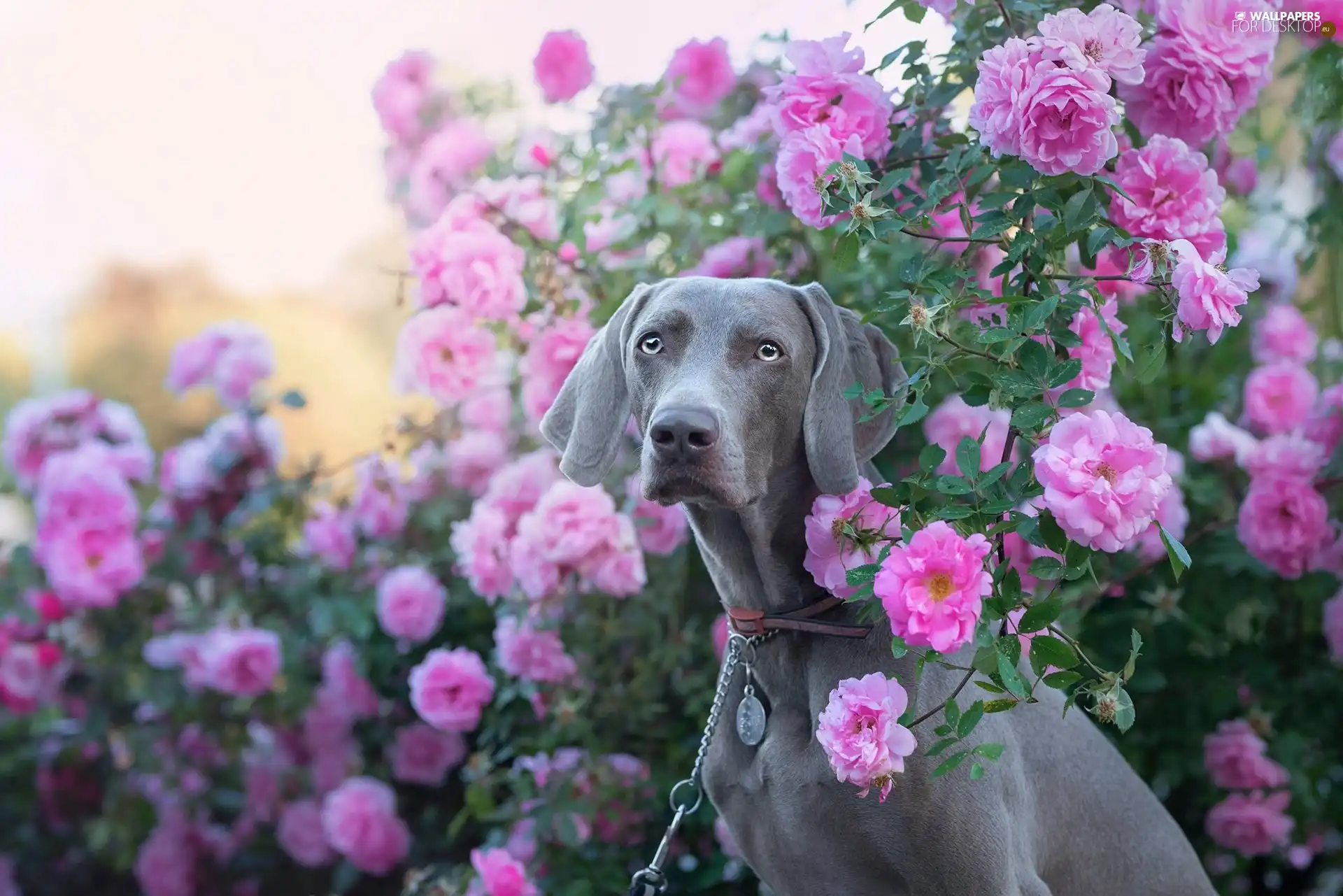 roses, Bush, Weimaraner, Flowers, dog