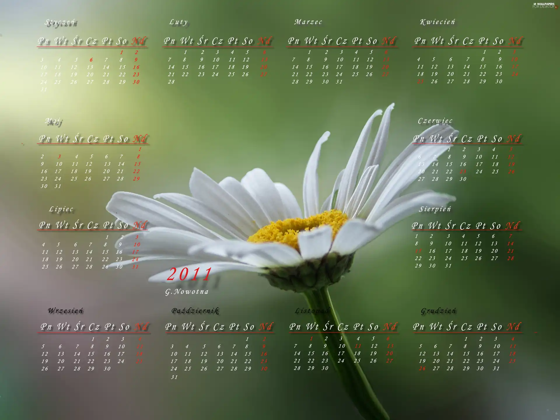 Calendar 2011, Margaretka