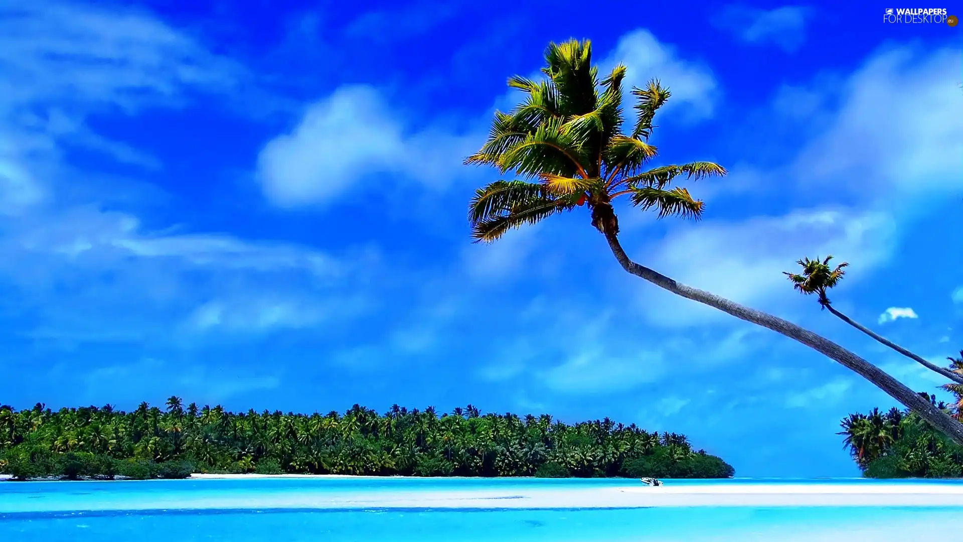 Caribbean, sea, Palms