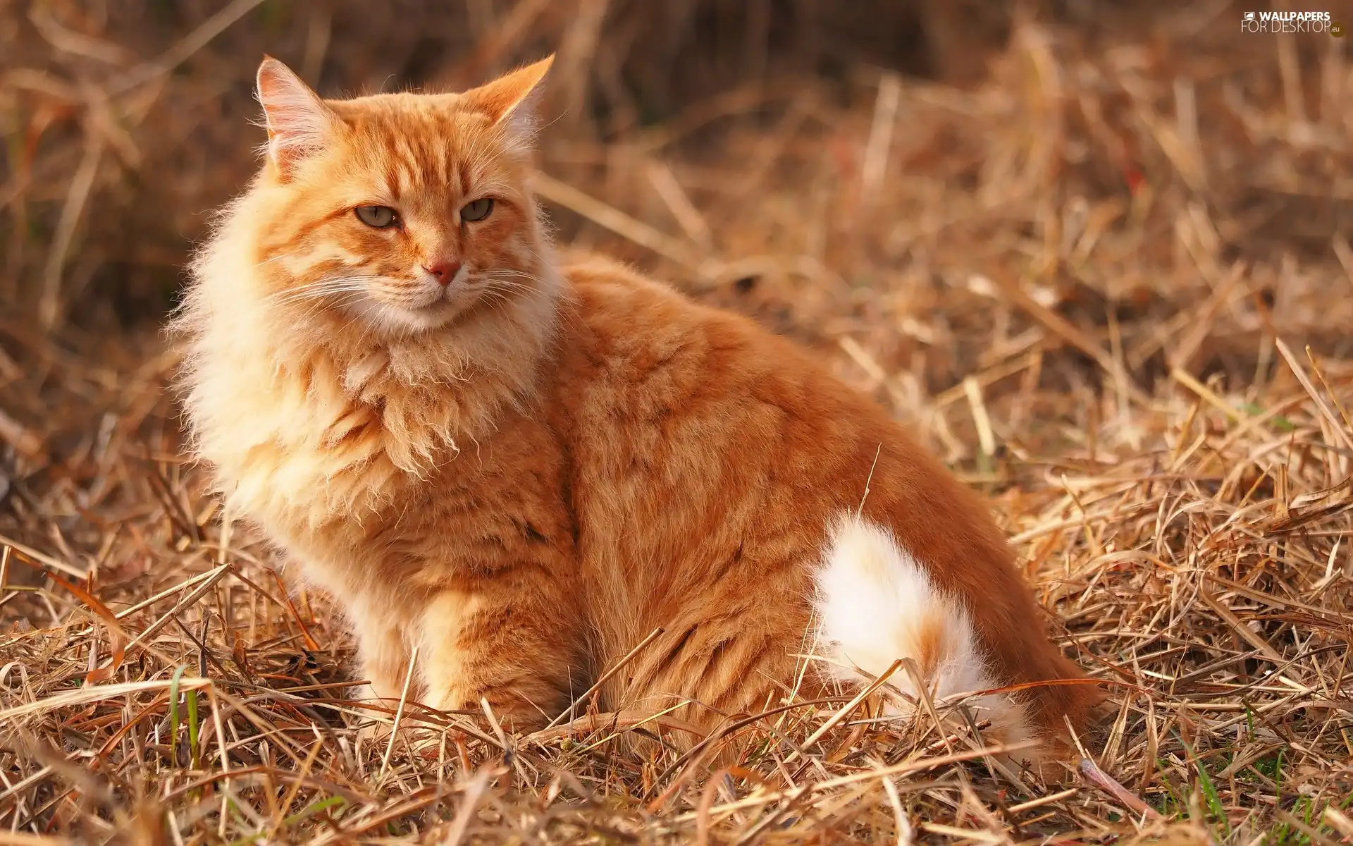 ginger, withered, grass, cat