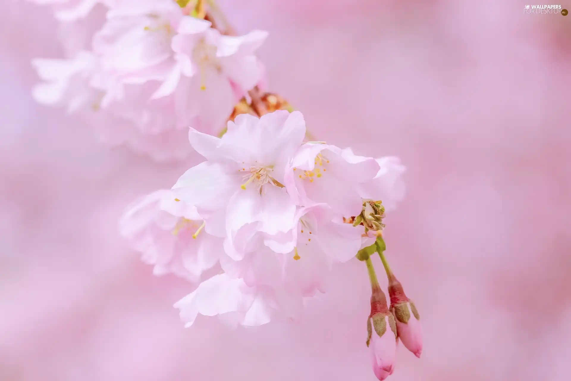 twig, cherry, Pink Background, trees