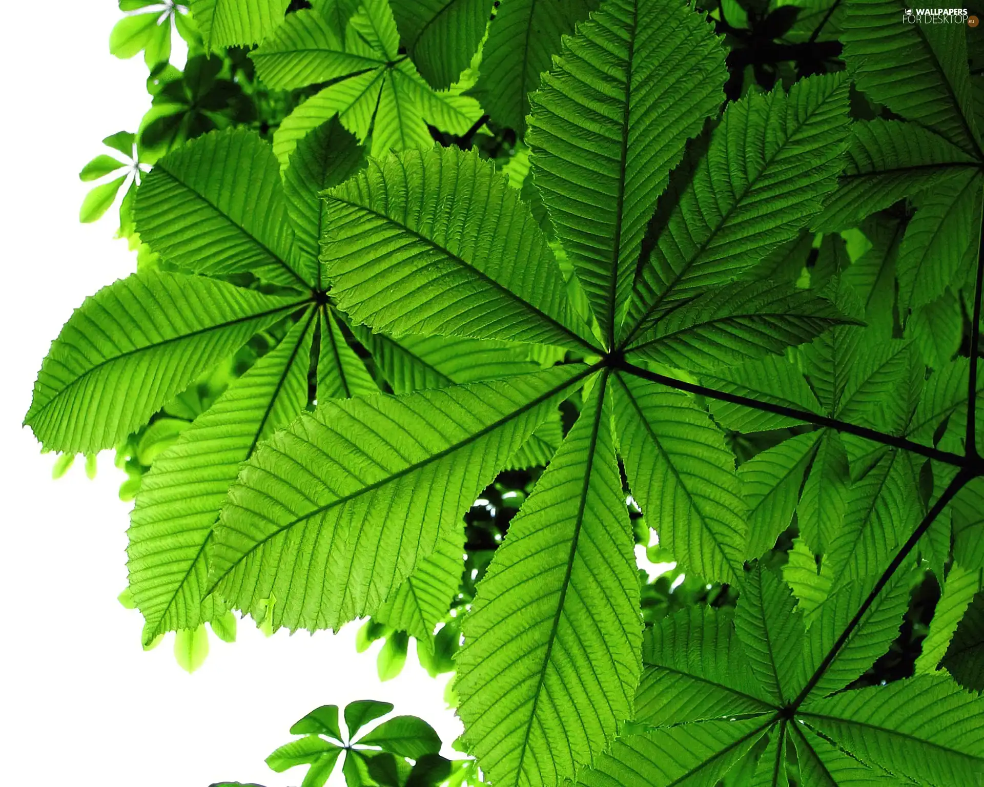 leaf, chestnut