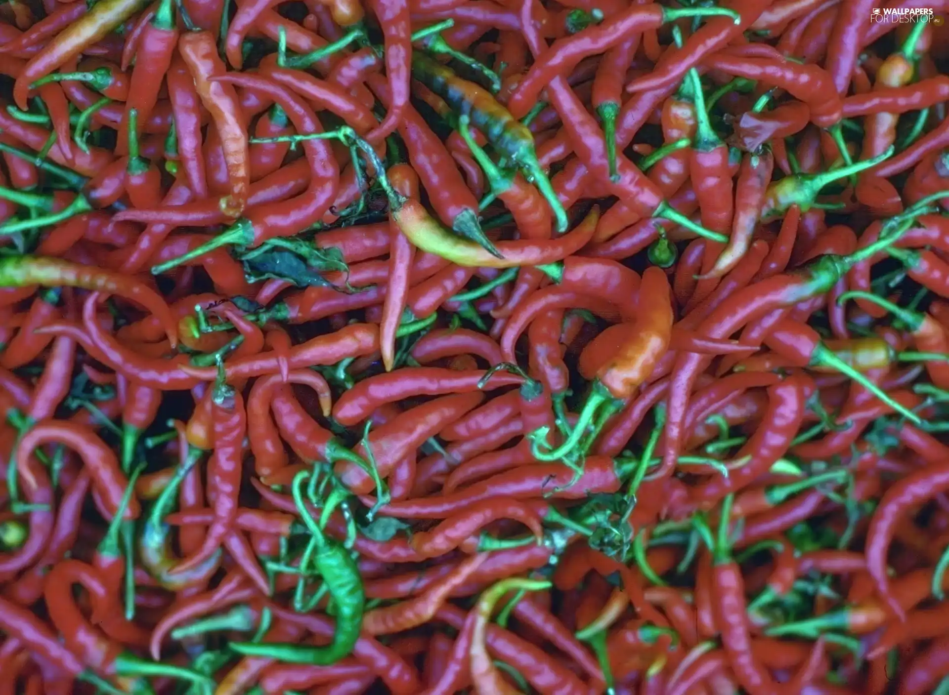 Chili, color, Chilies
