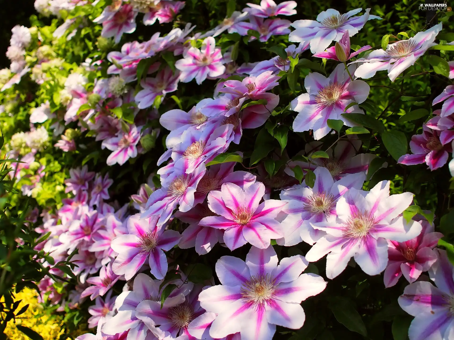 Clematis, Flowers, Pink