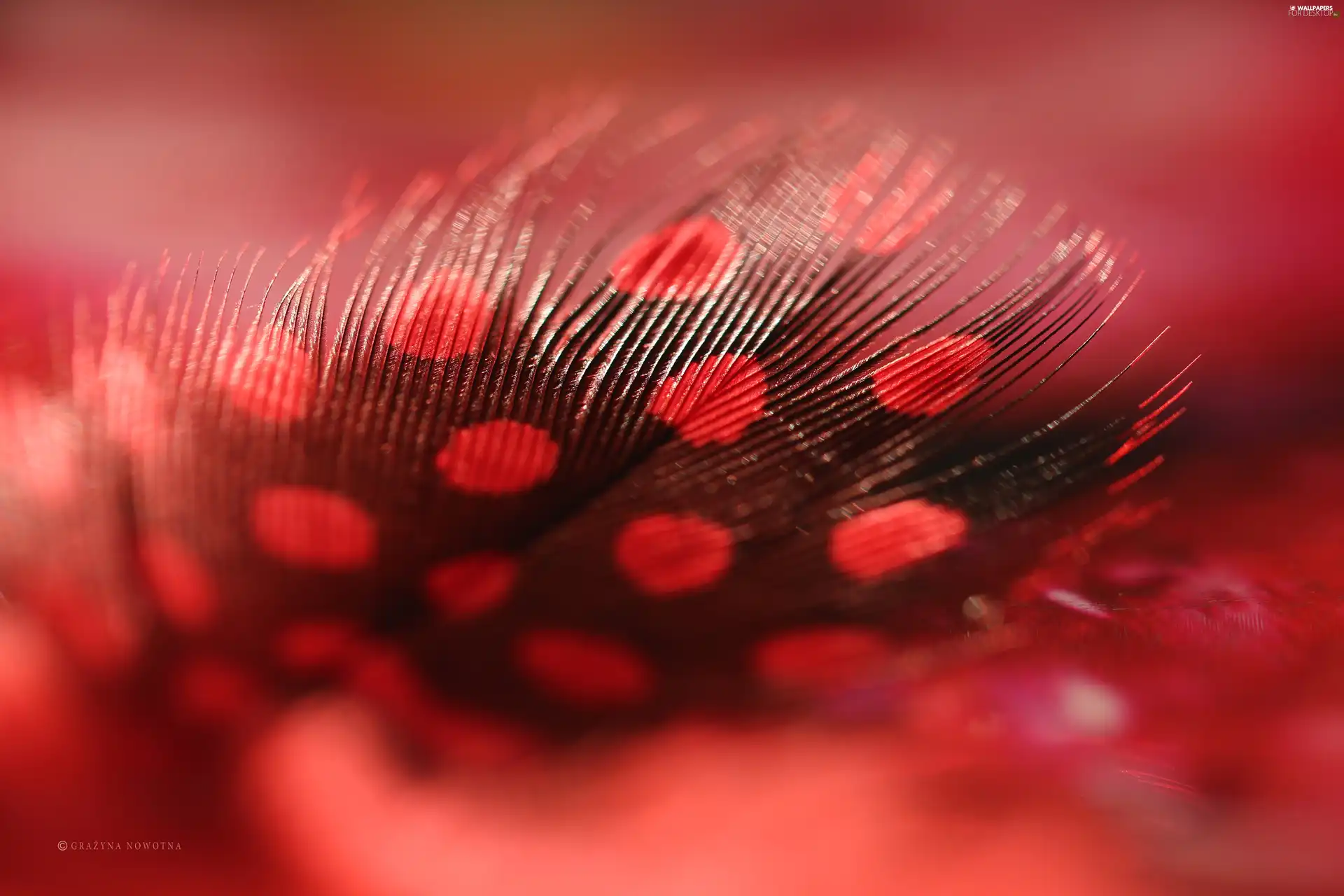 Close, Red, feather