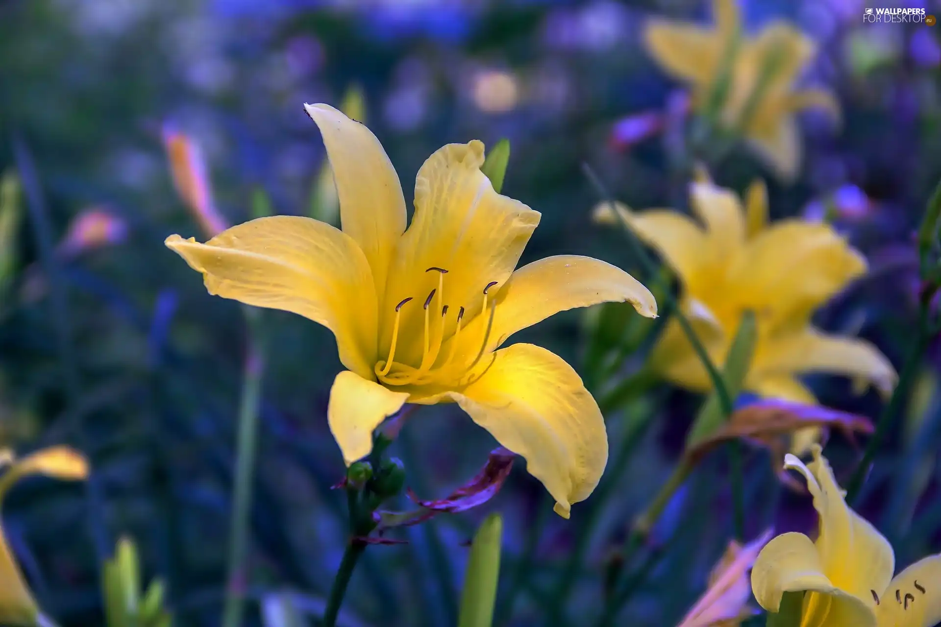 Close, Yellow, lilies