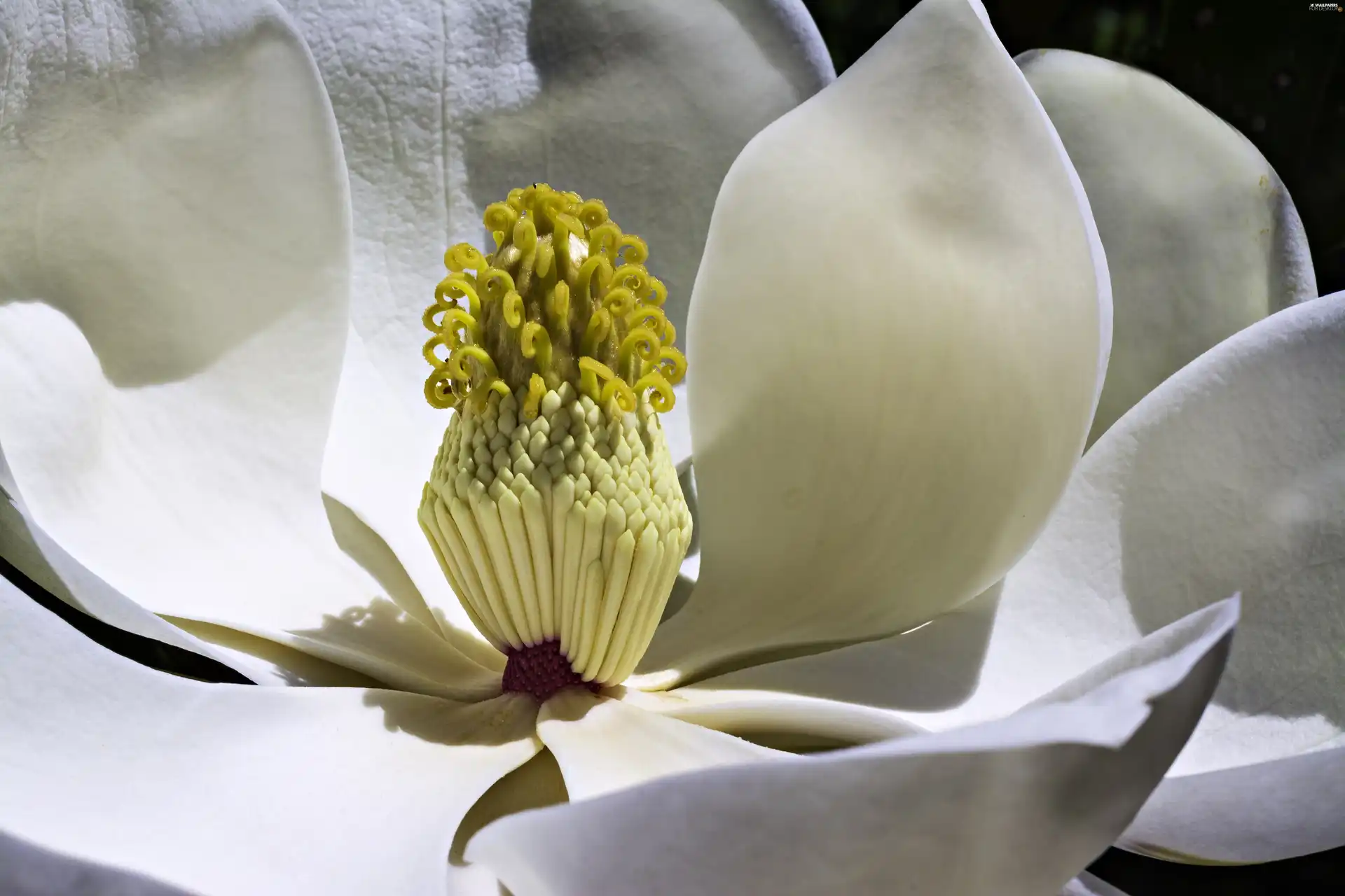 Magnolia, Colourfull Flowers, Close, White