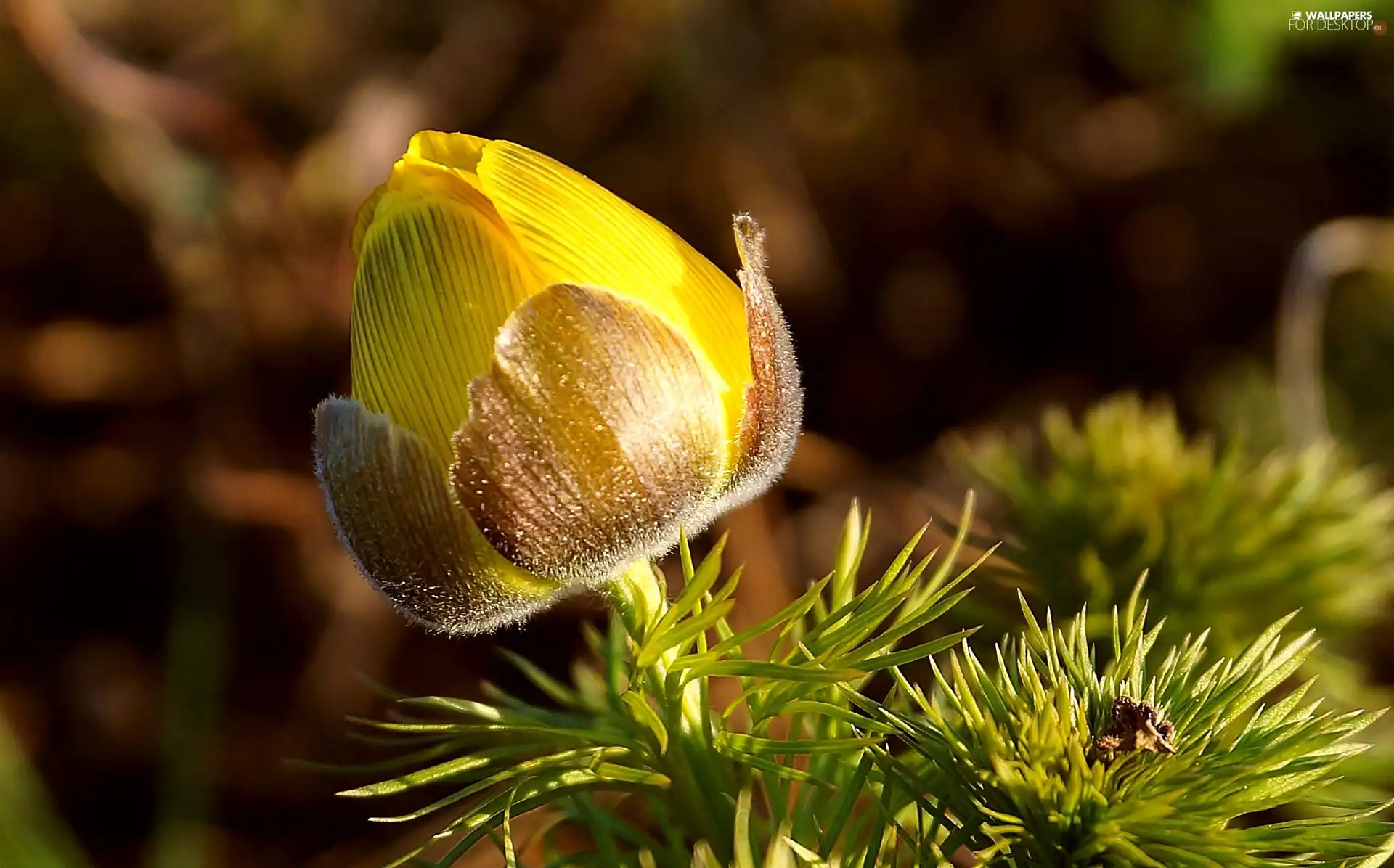 Yellow, bud, Close, anemone