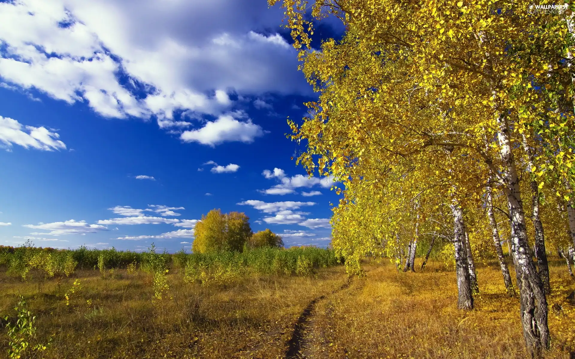 autumn, Path, clouds, birch